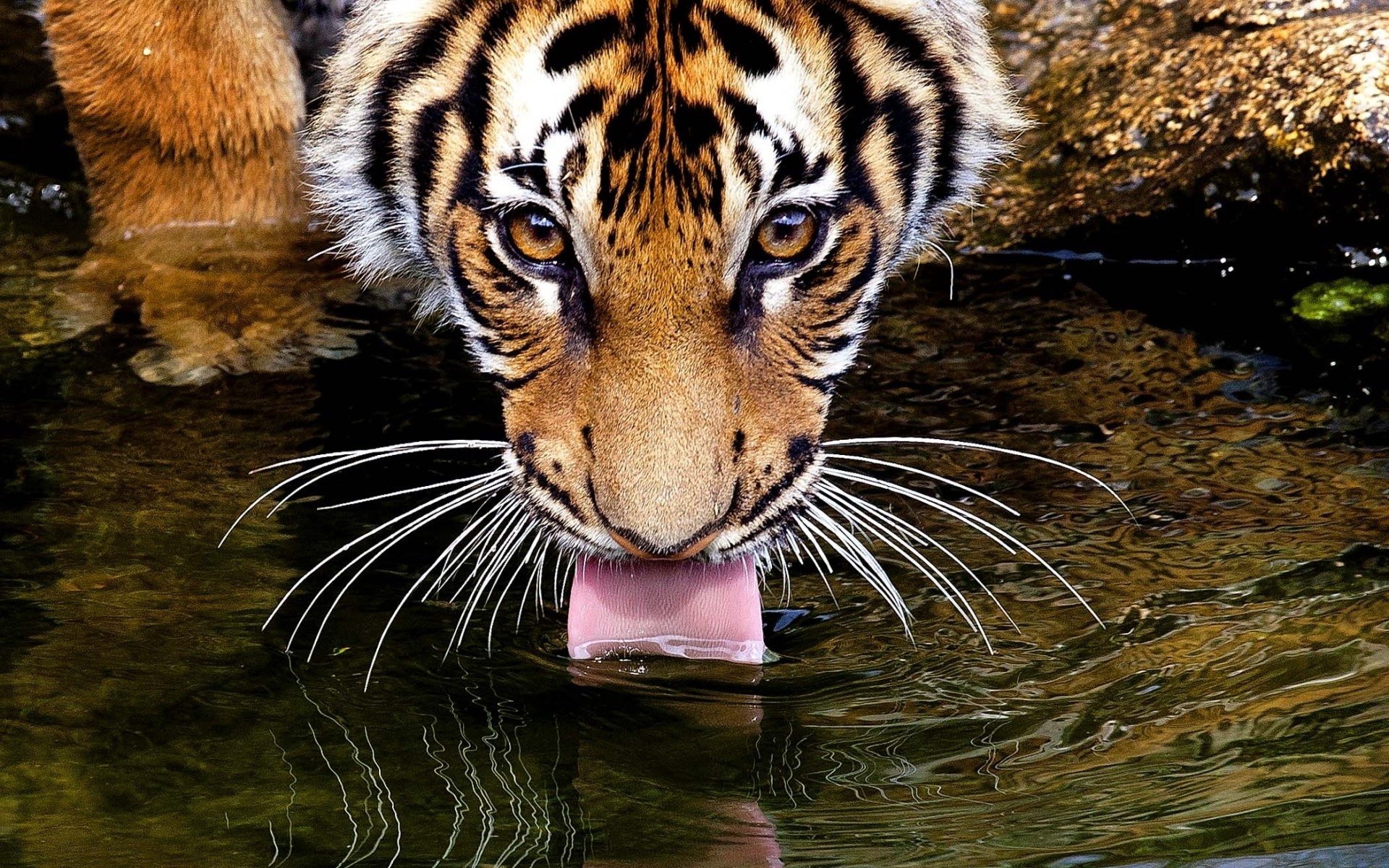 Tiger drinking water from a stream HD Wallpaper