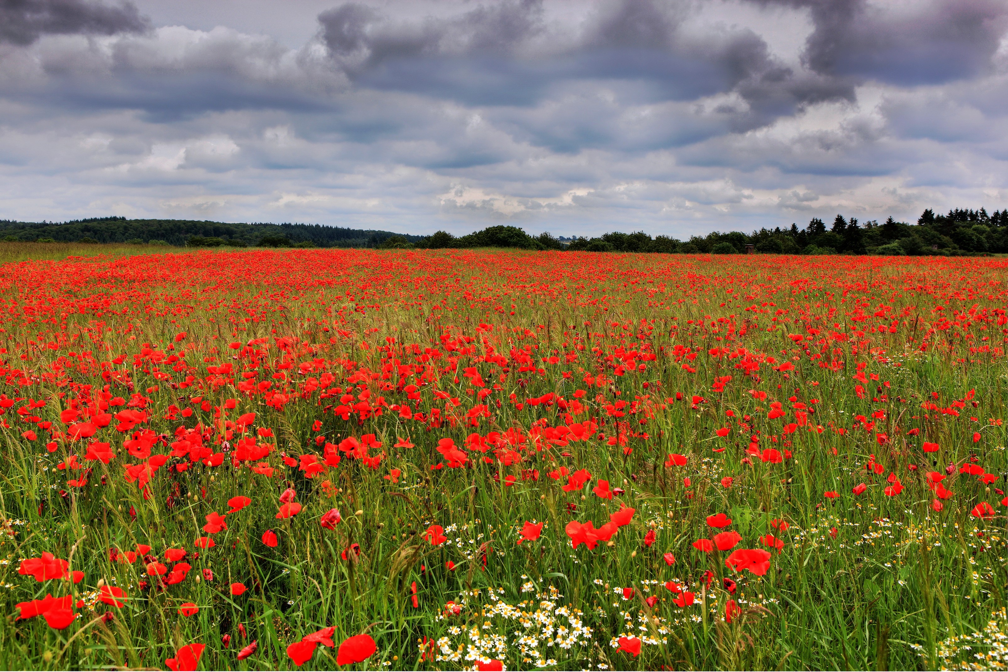 Field of red poppies under a cloudy sky HD Wallpaper