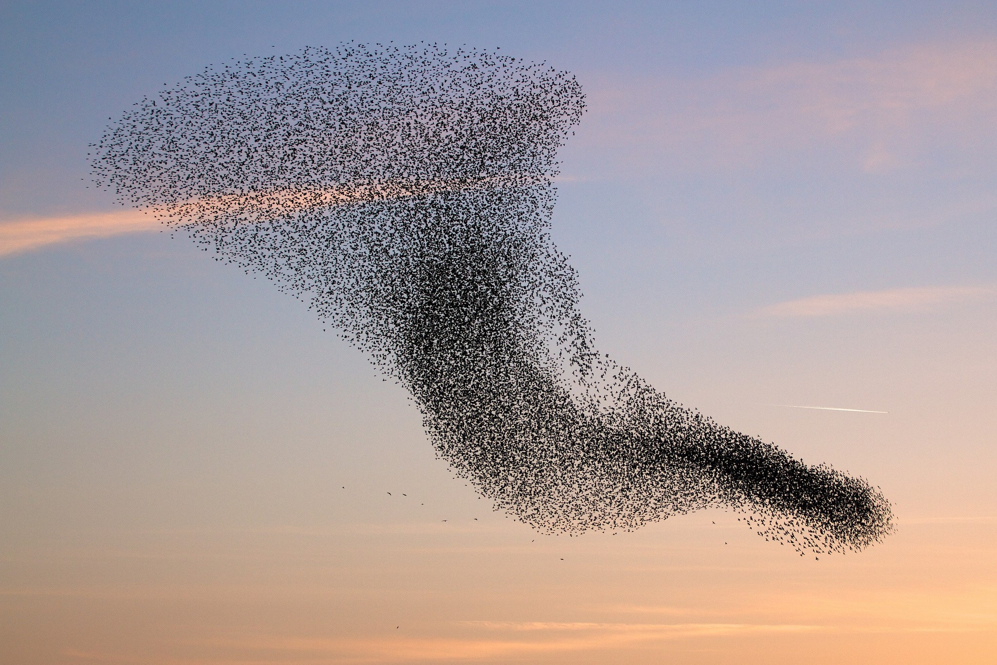 A large flock of starlings forms a swirling shape in the sky HD Wallpaper