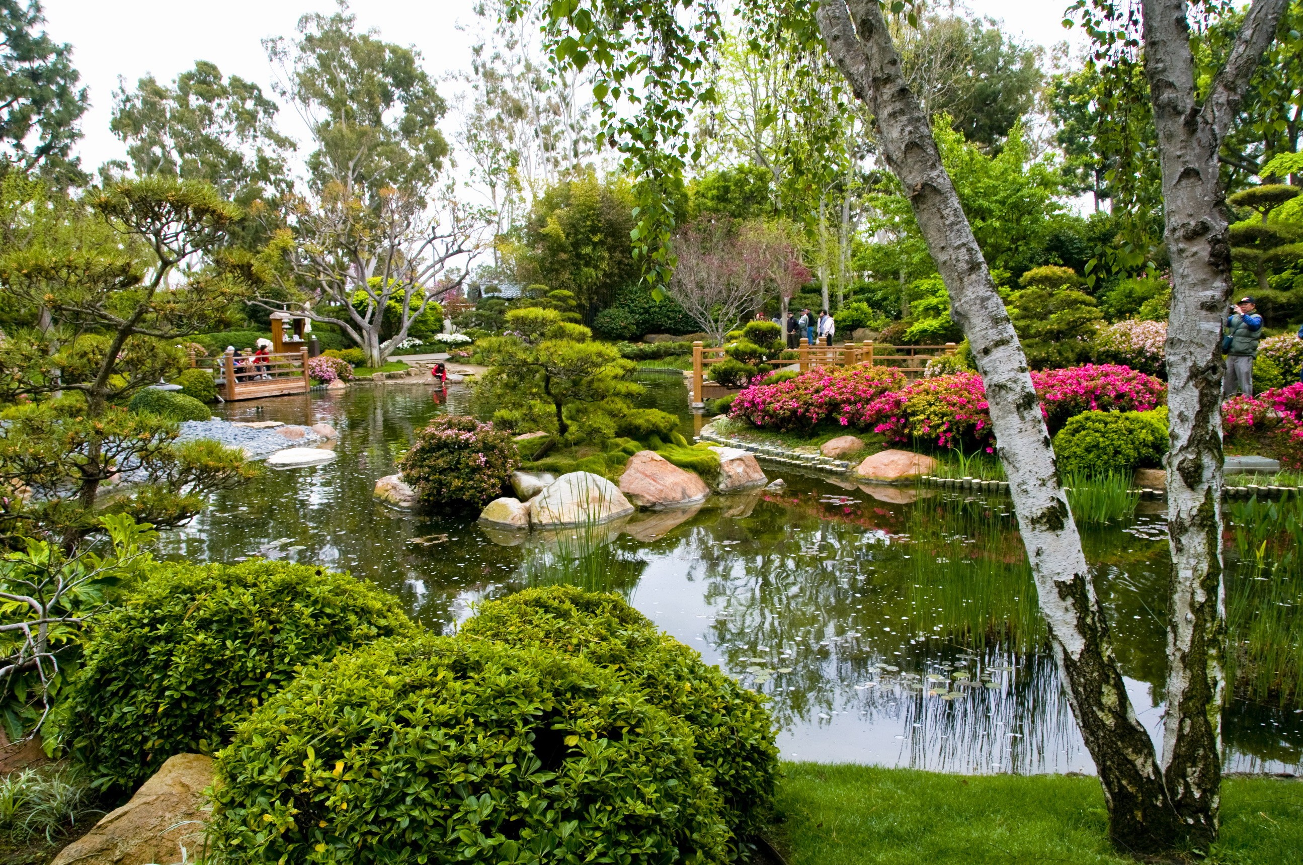 Japanese Garden with Pond and Azaleas HD Wallpaper