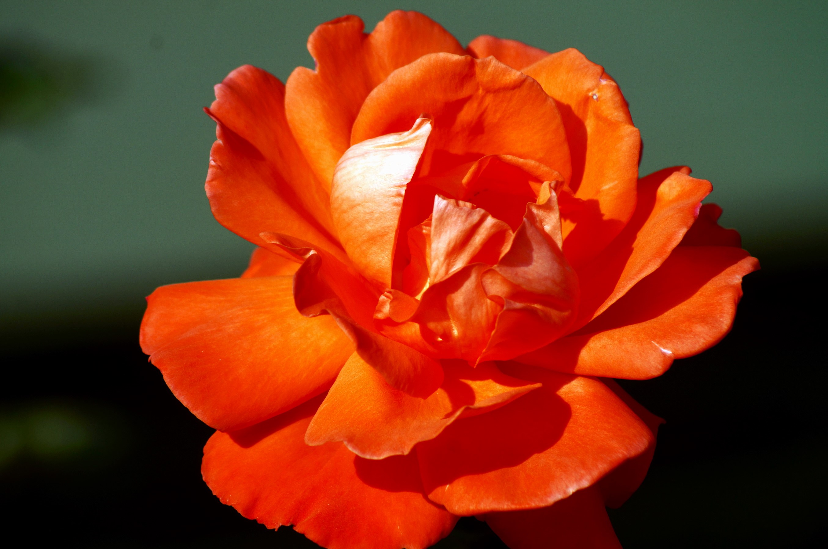 Orange rose in bloom HD Wallpaper