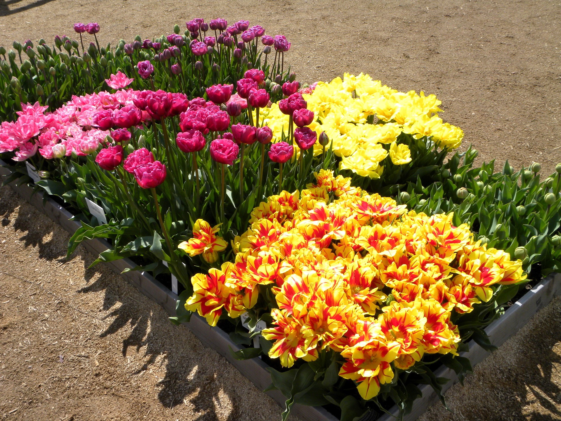 Assortment of colorful tulips in planters HD Wallpaper
