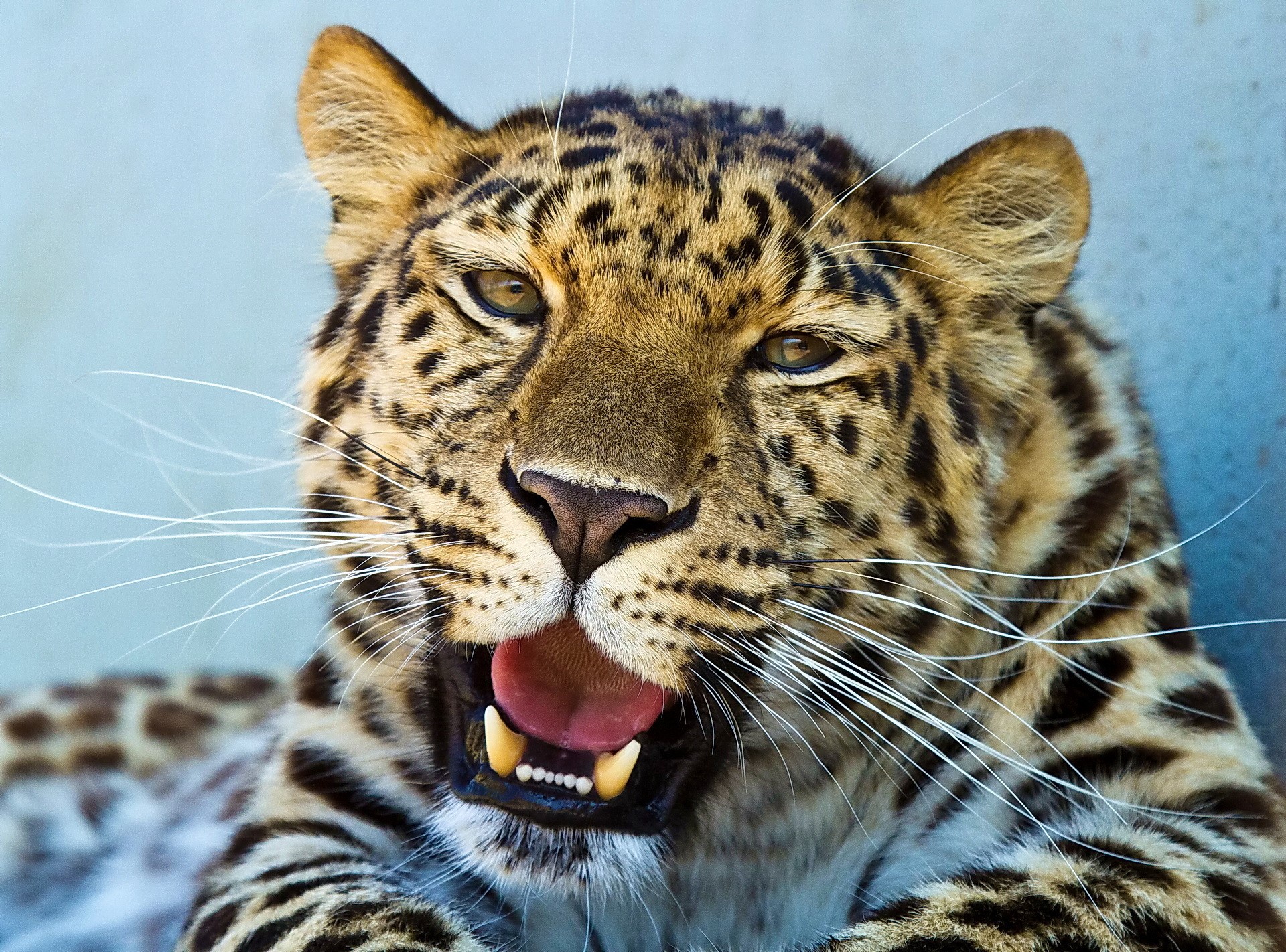 Close-up of a leopard yawning HD Wallpaper