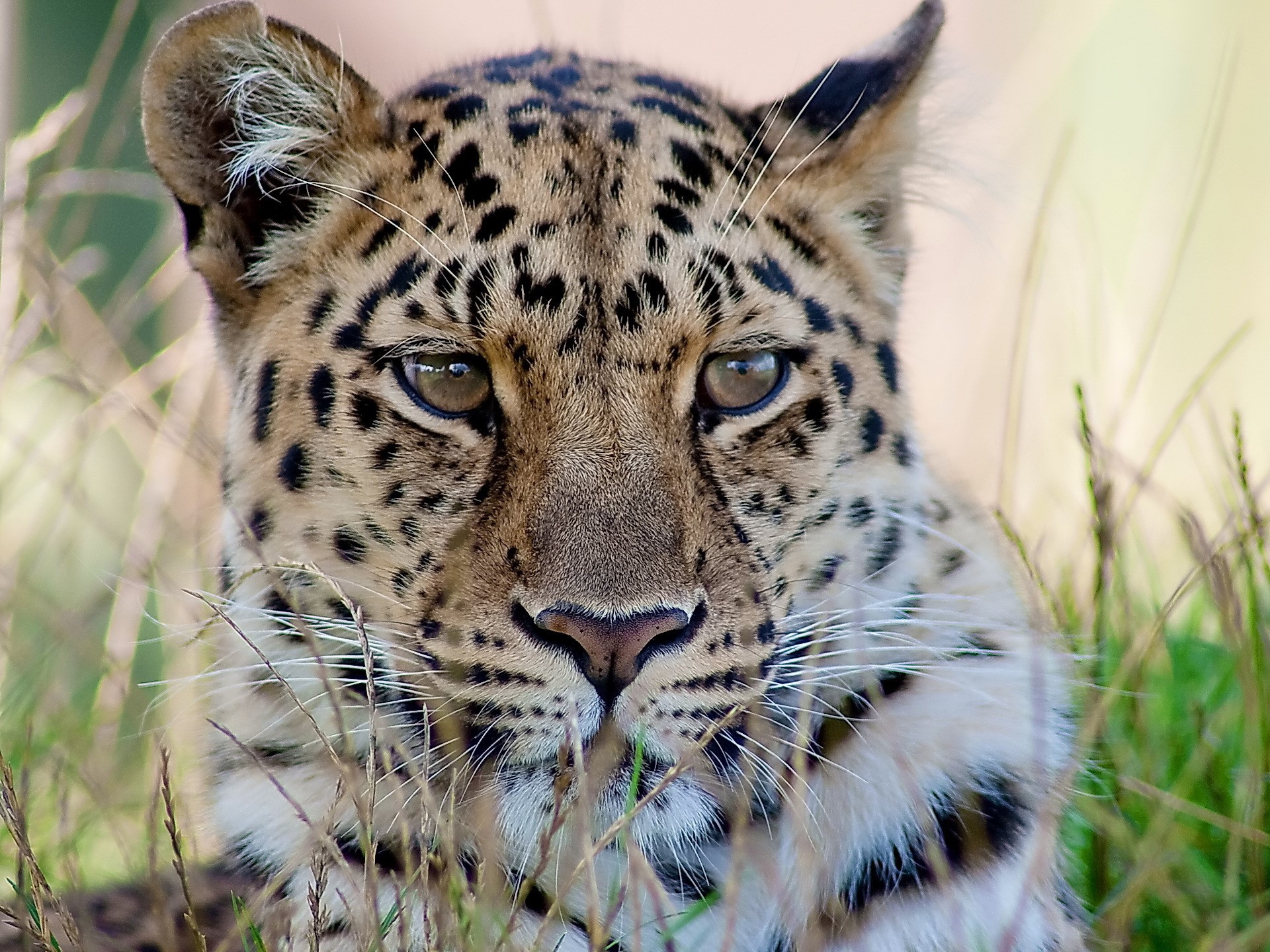 Close-up of a leopard's face in tall grass HD Wallpaper