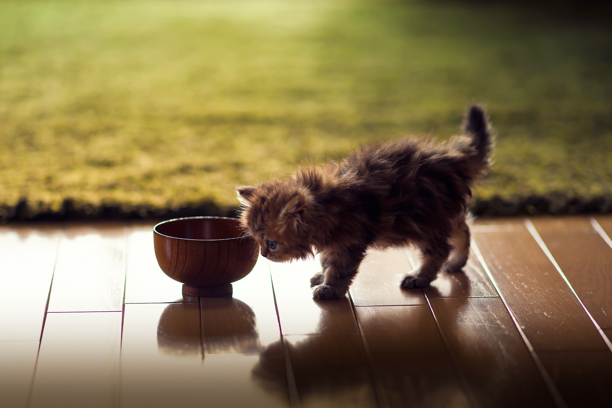 Kitten sniffing a wooden bowl on a wooden floor HD Wallpaper