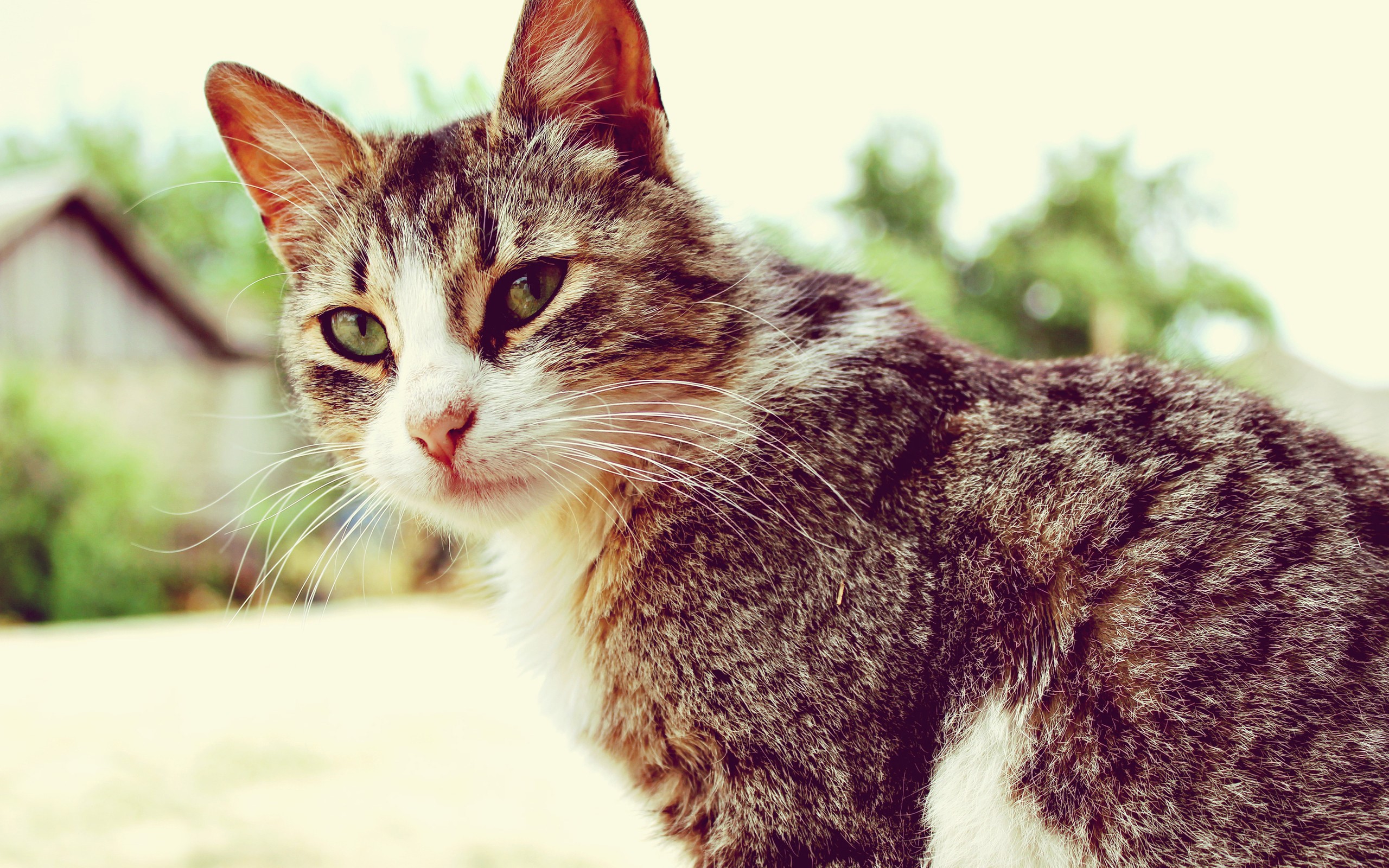 Tabby cat with green eyes outdoors HD Wallpaper
