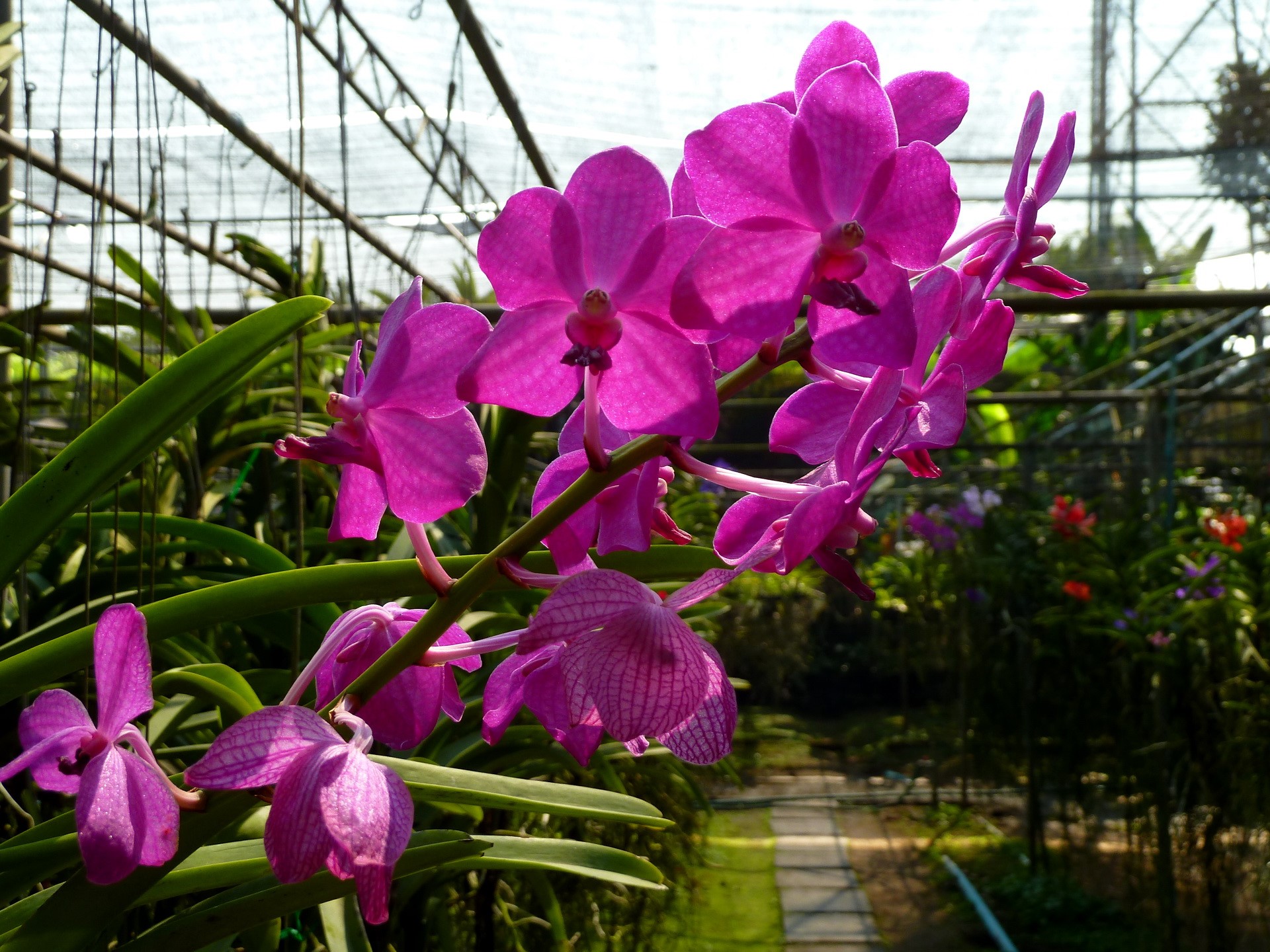Pink orchids in a greenhouse HD Wallpaper