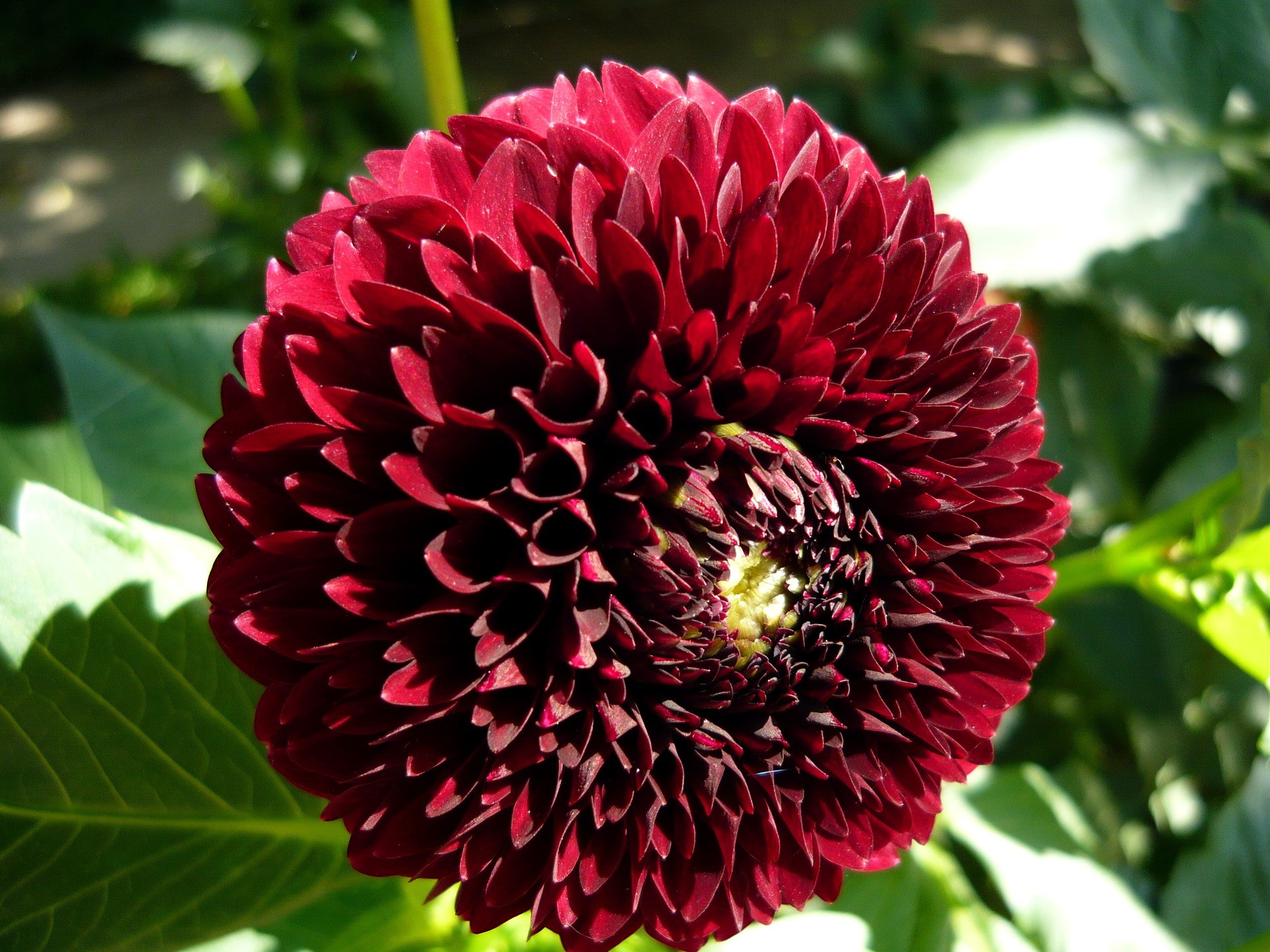 Dark Red Dahlia Flower HD Wallpaper