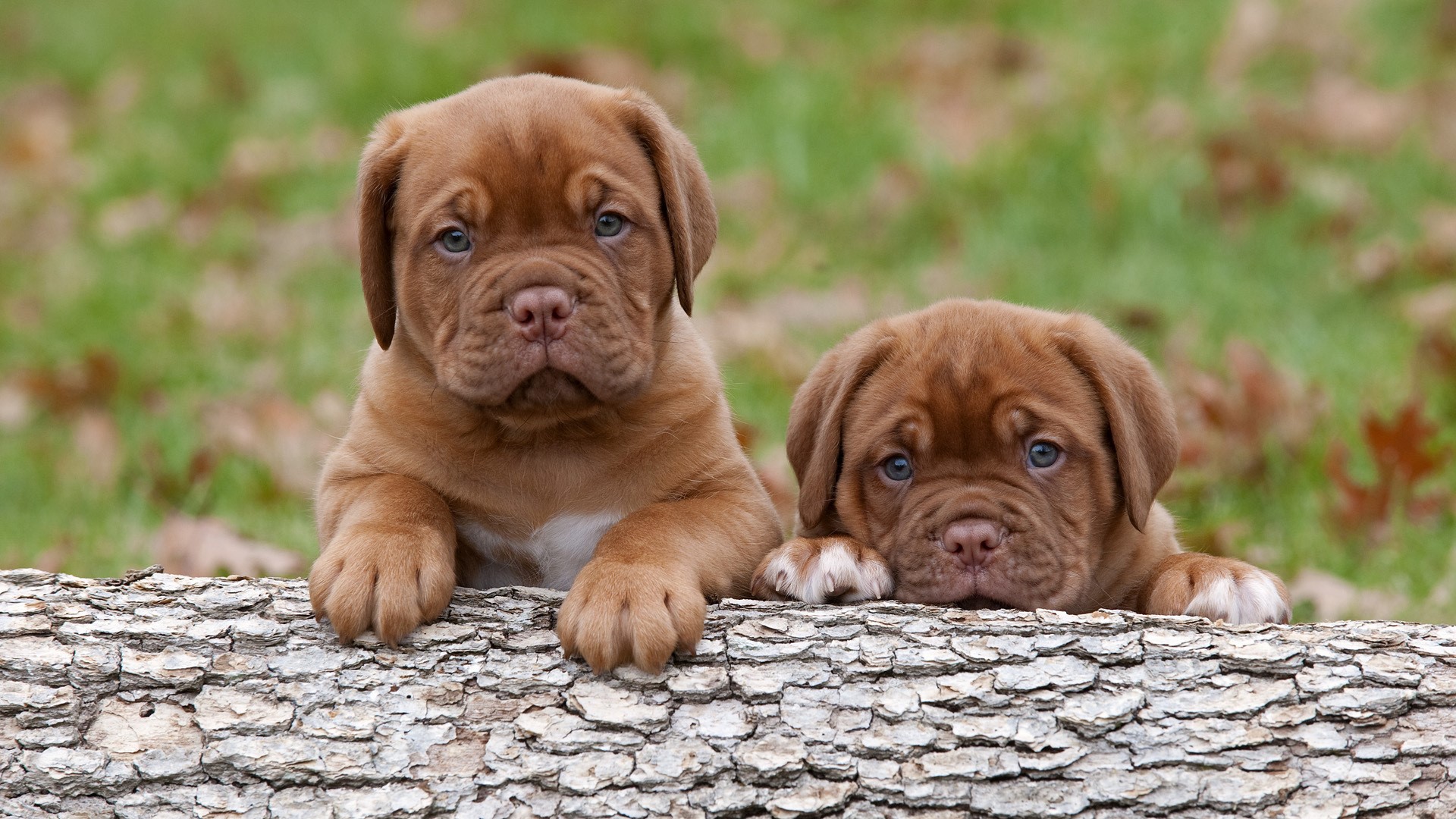 Two Dogue de Bordeaux puppies resting on a log HD Wallpaper