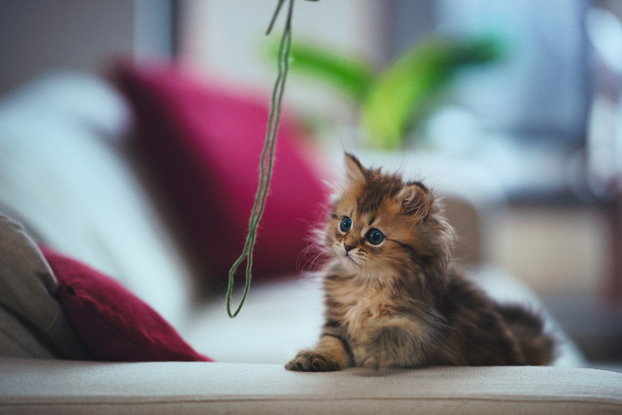 Adorable Fluffy Kitten on Sofa HD Wallpaper