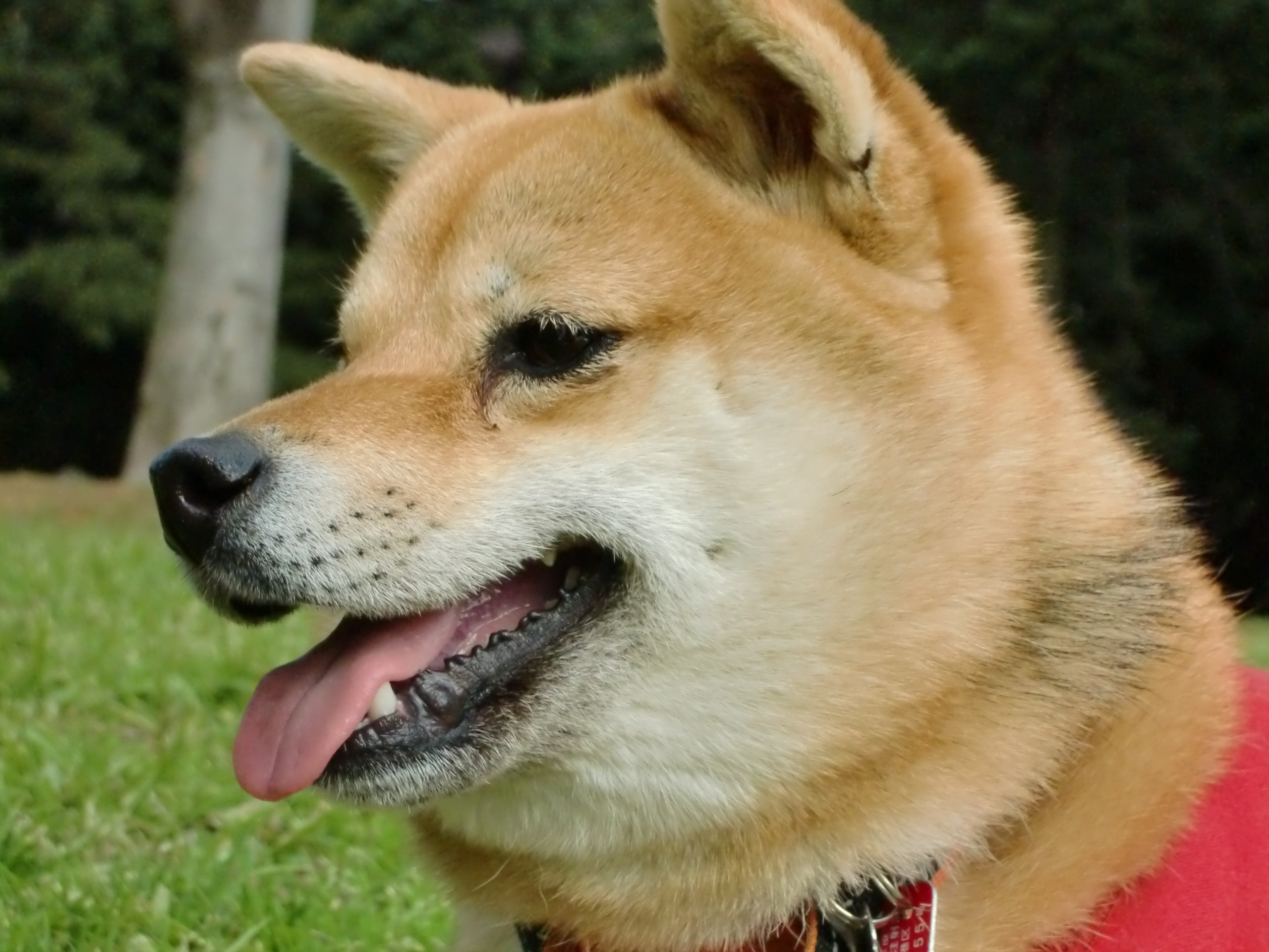 Shiba Inu dog with red collar in park HD Wallpaper