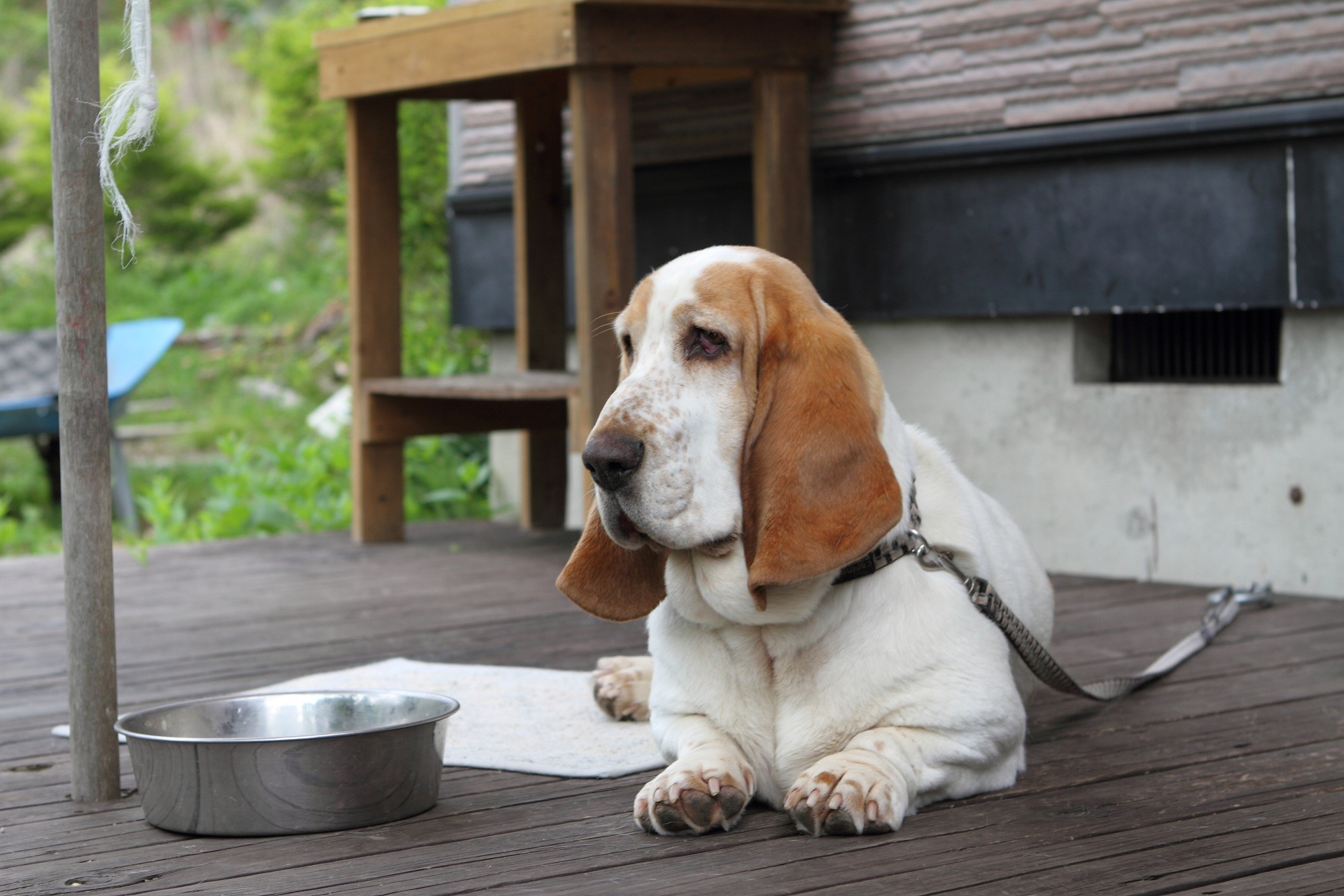Basset Hound dog lying on a wooden deck HD Wallpaper