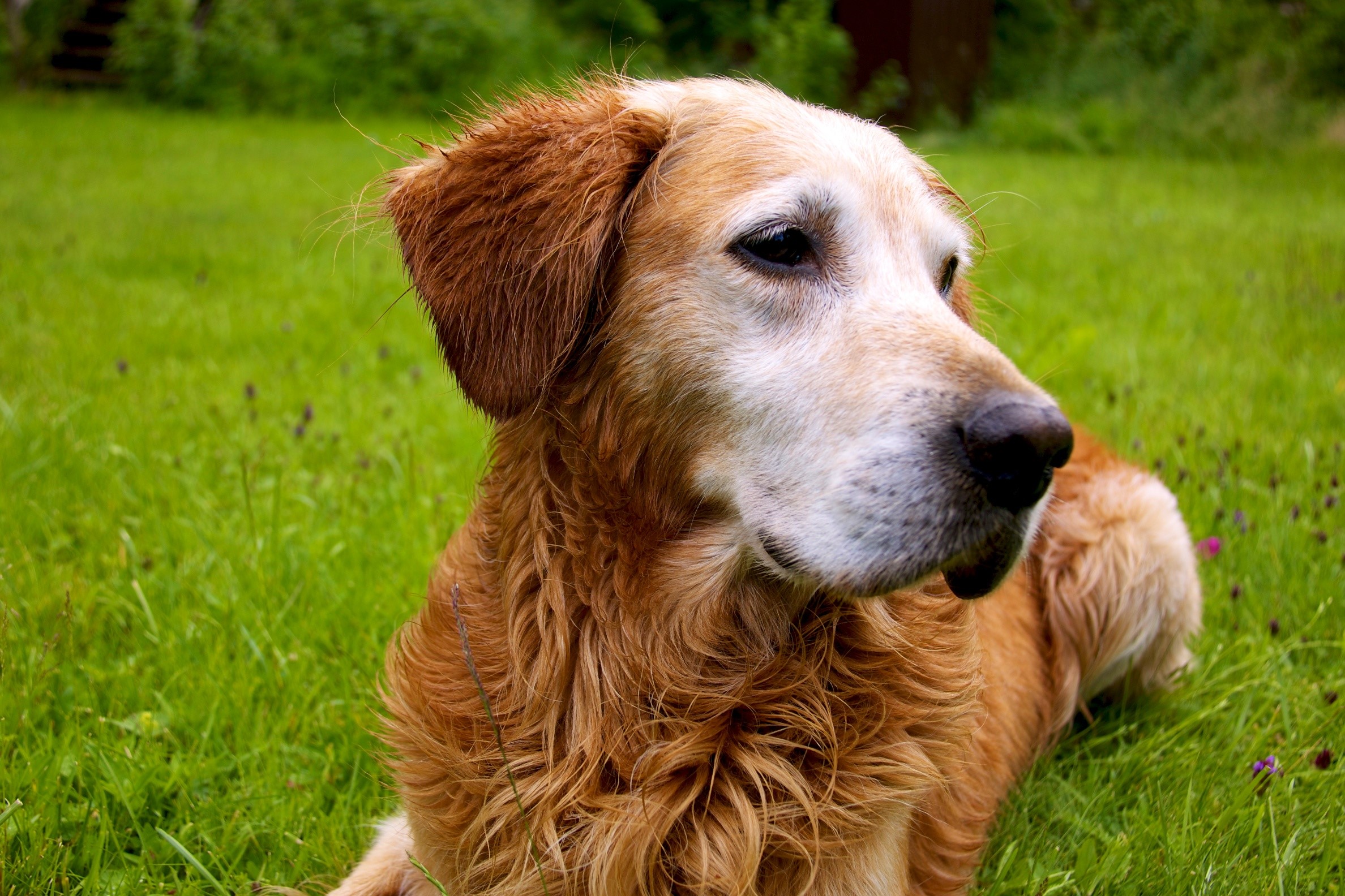 Golden Retriever dog lying on grass HD Wallpaper