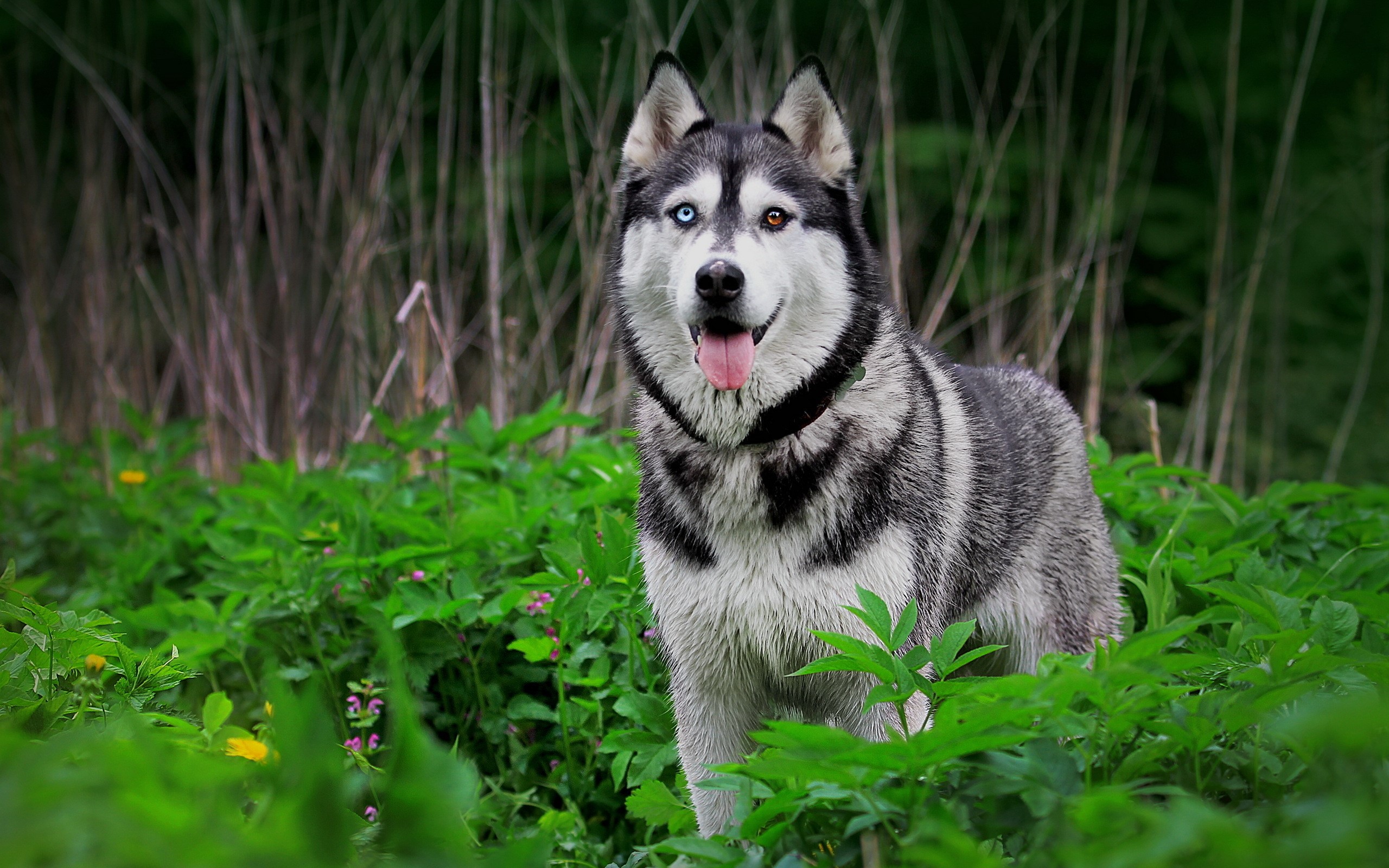 Husky dog with heterochromia in green foliage HD Wallpaper