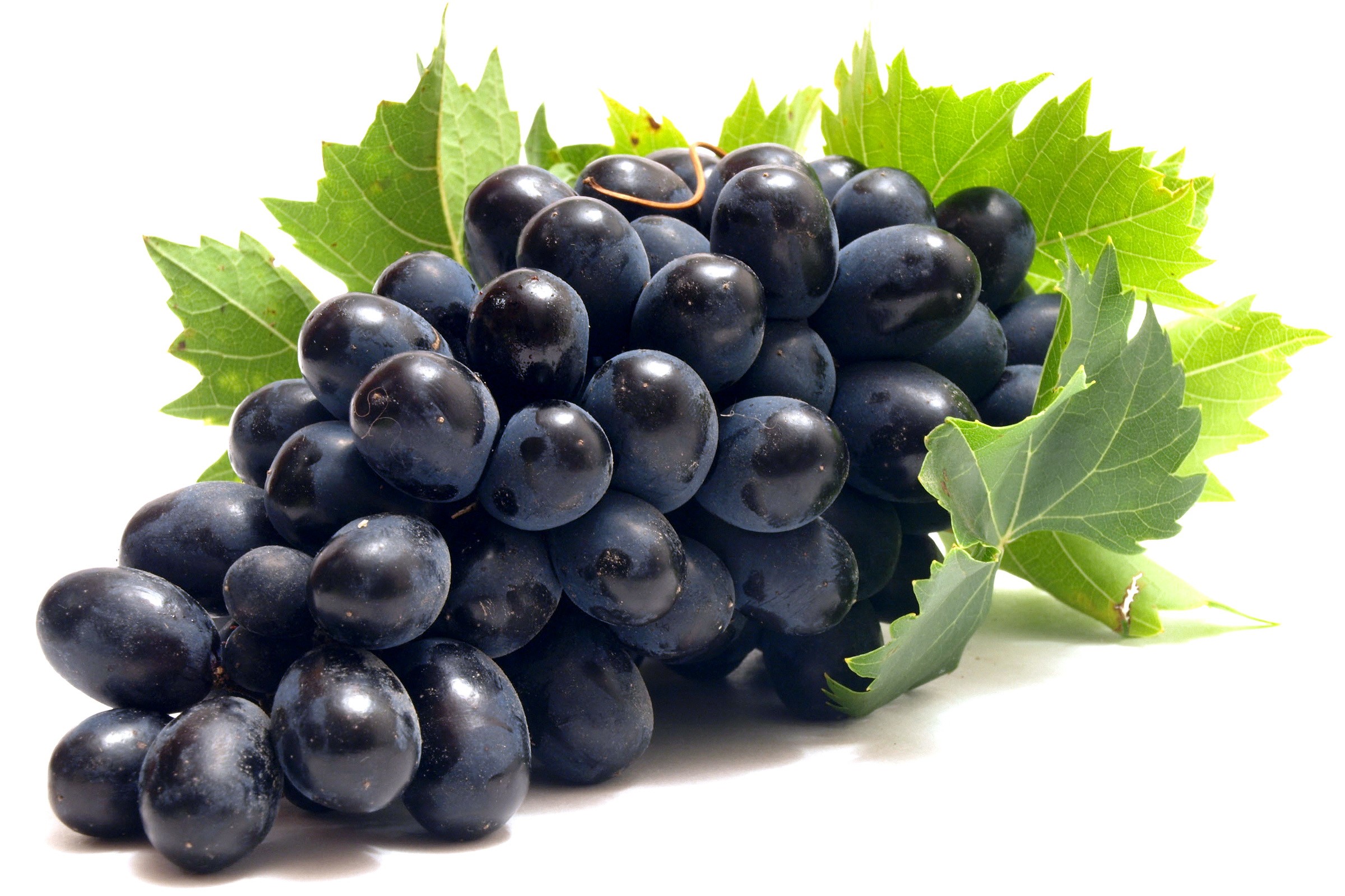 Bunch of dark purple grapes with green leaves HD Wallpaper