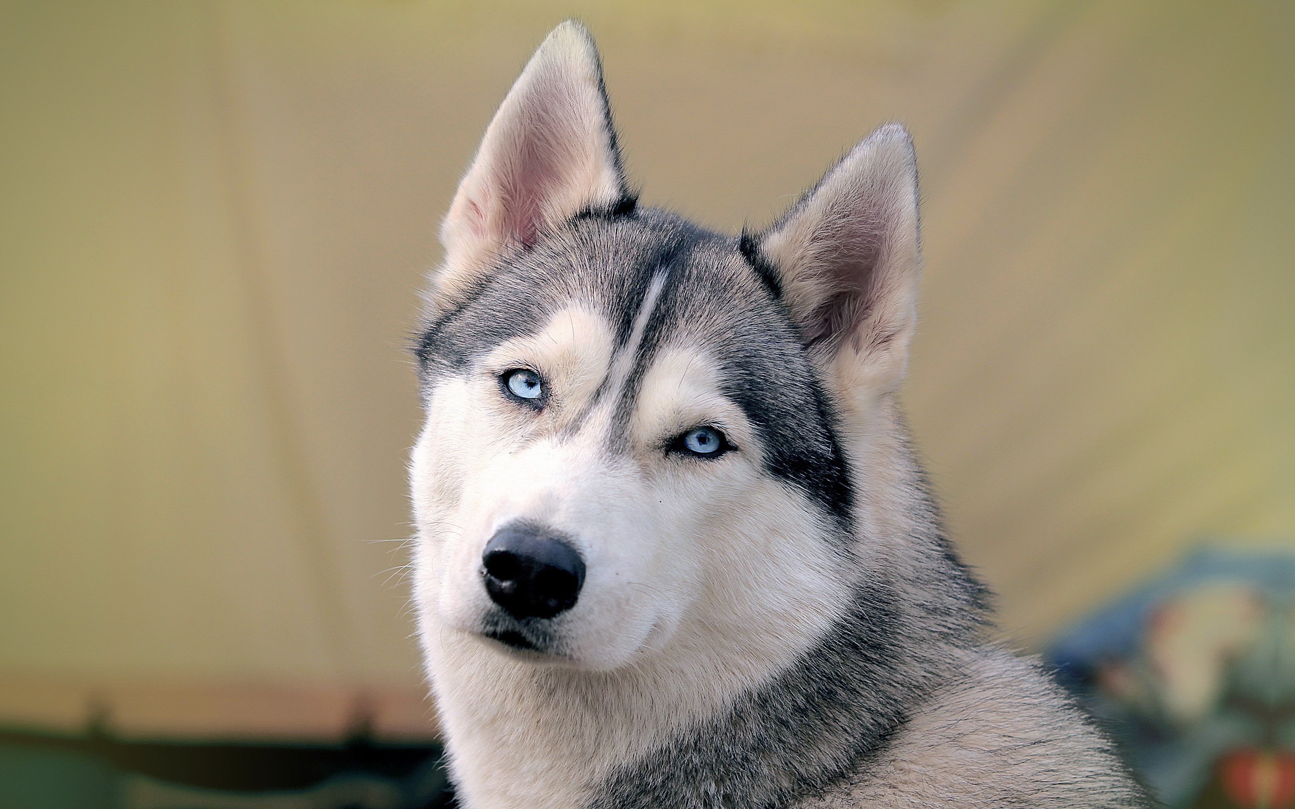 Husky dog with blue eyes HD Wallpaper