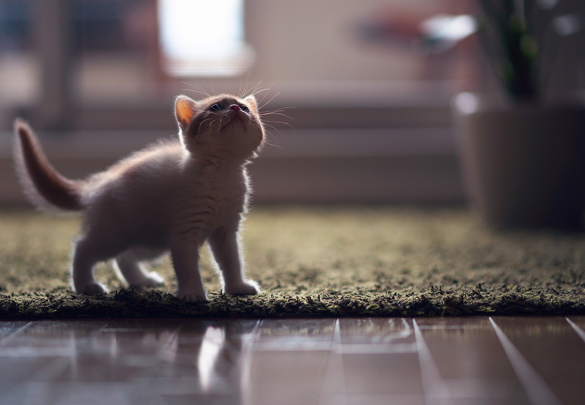 Kitten looking up in a room HD Wallpaper