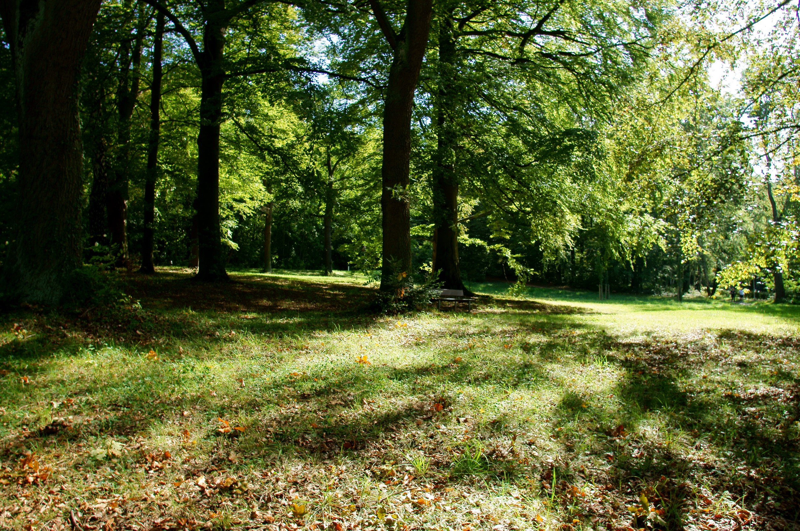 Sunlight filtering through trees in a forest clearing HD Wallpaper
