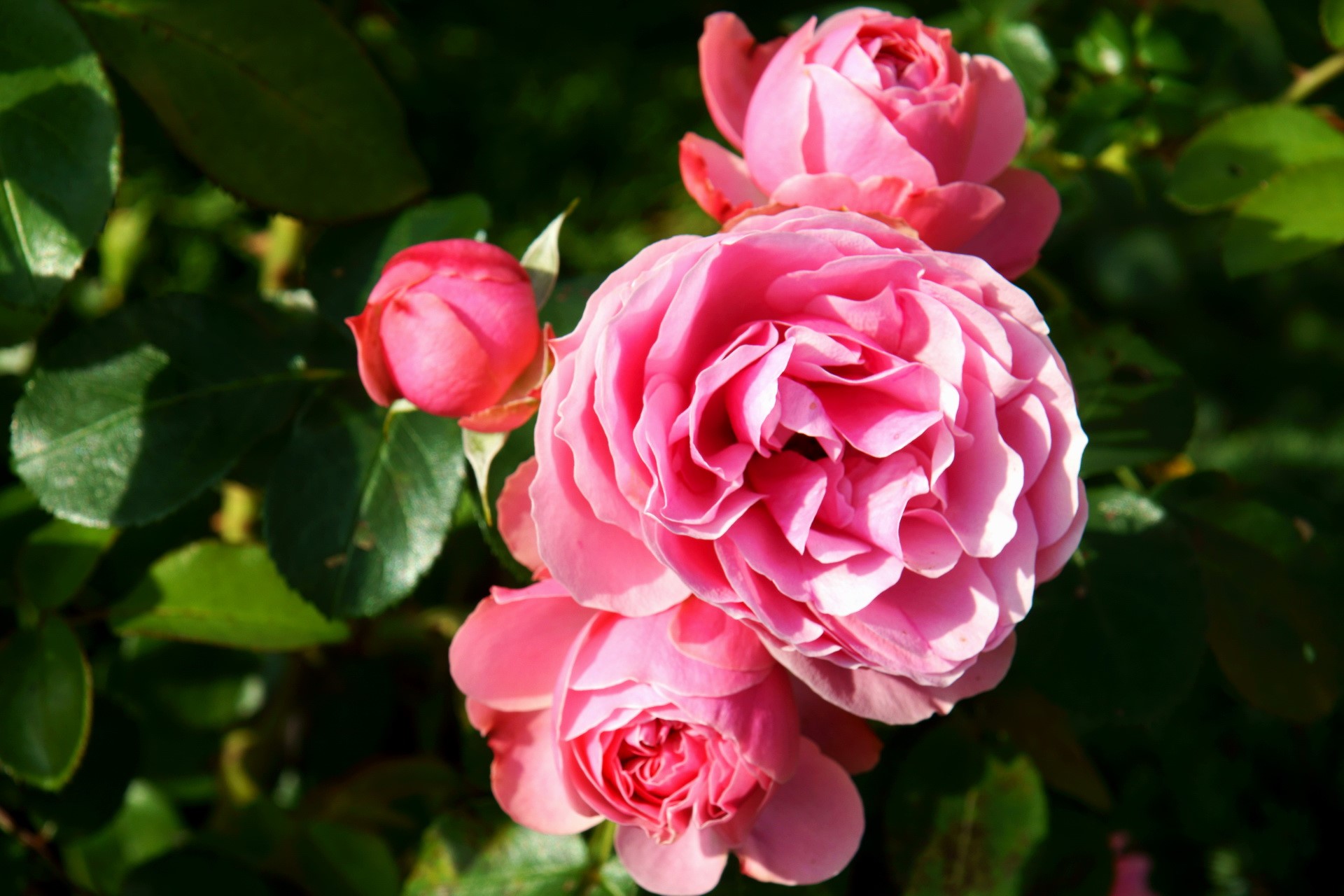 Pink roses blooming on a bush HD Wallpaper