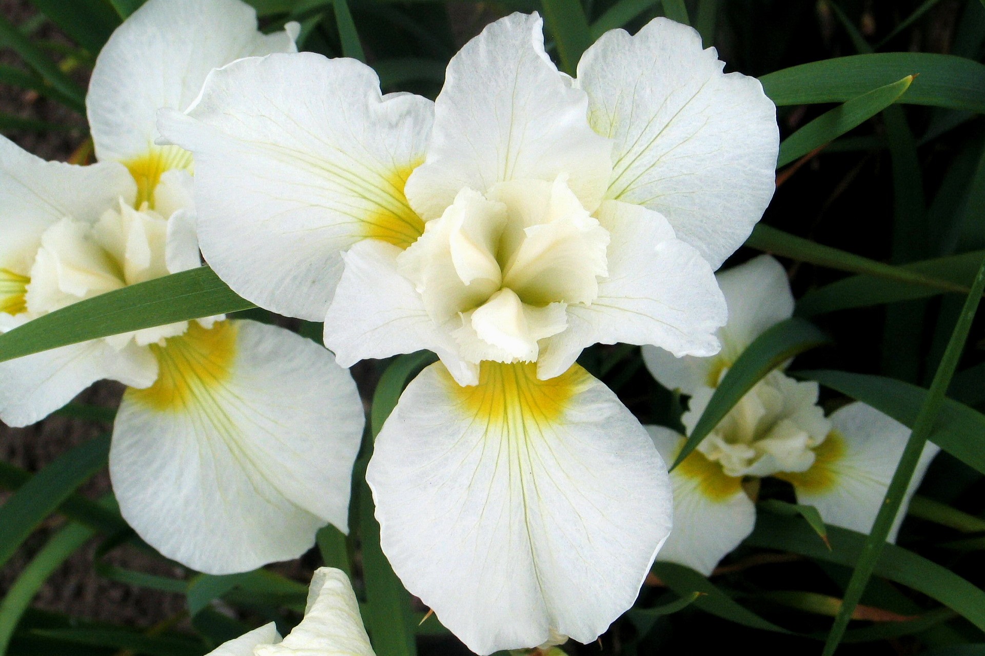 White and yellow irises with green leaves HD Wallpaper