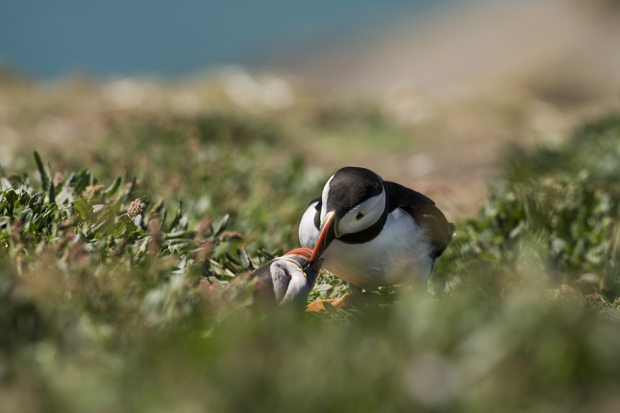 Two puffins feeding on a grassy cliff HD Wallpaper