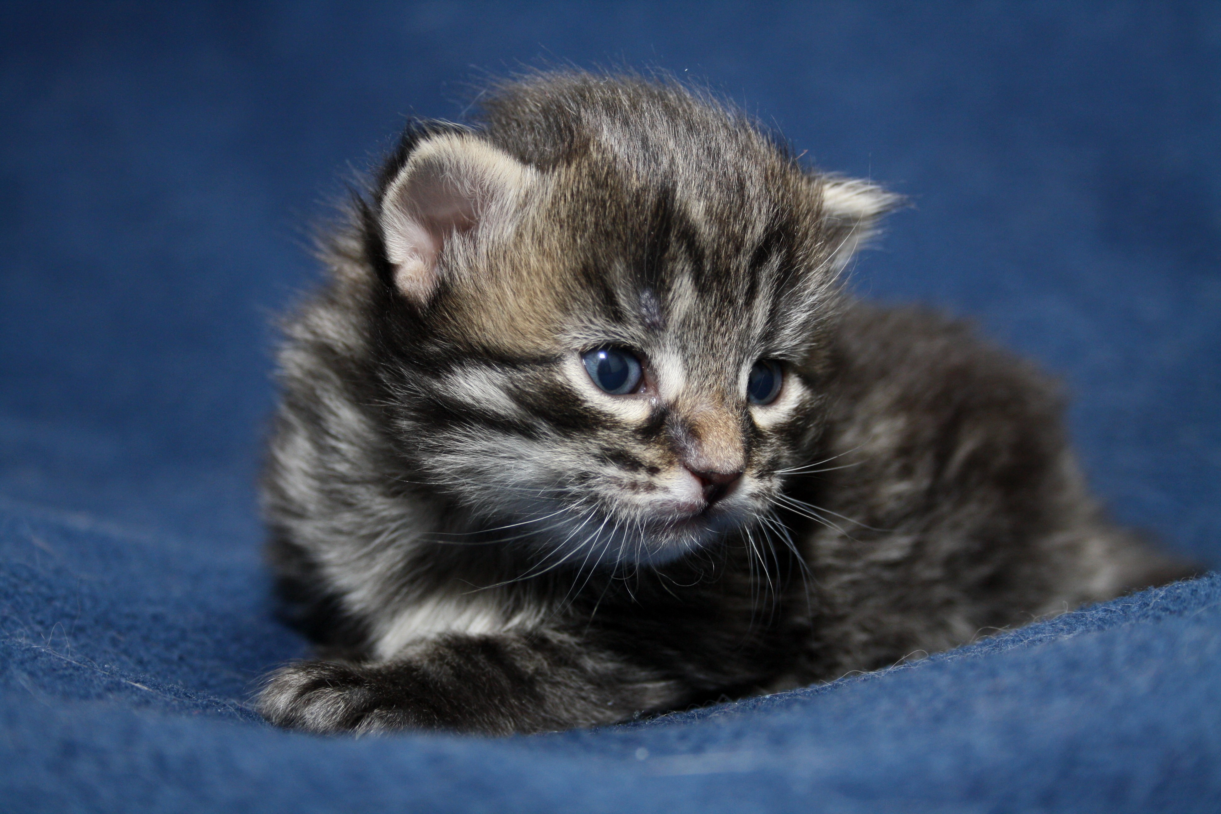 4K Tabby Kitten on Blue Blanket HD Wallpaper