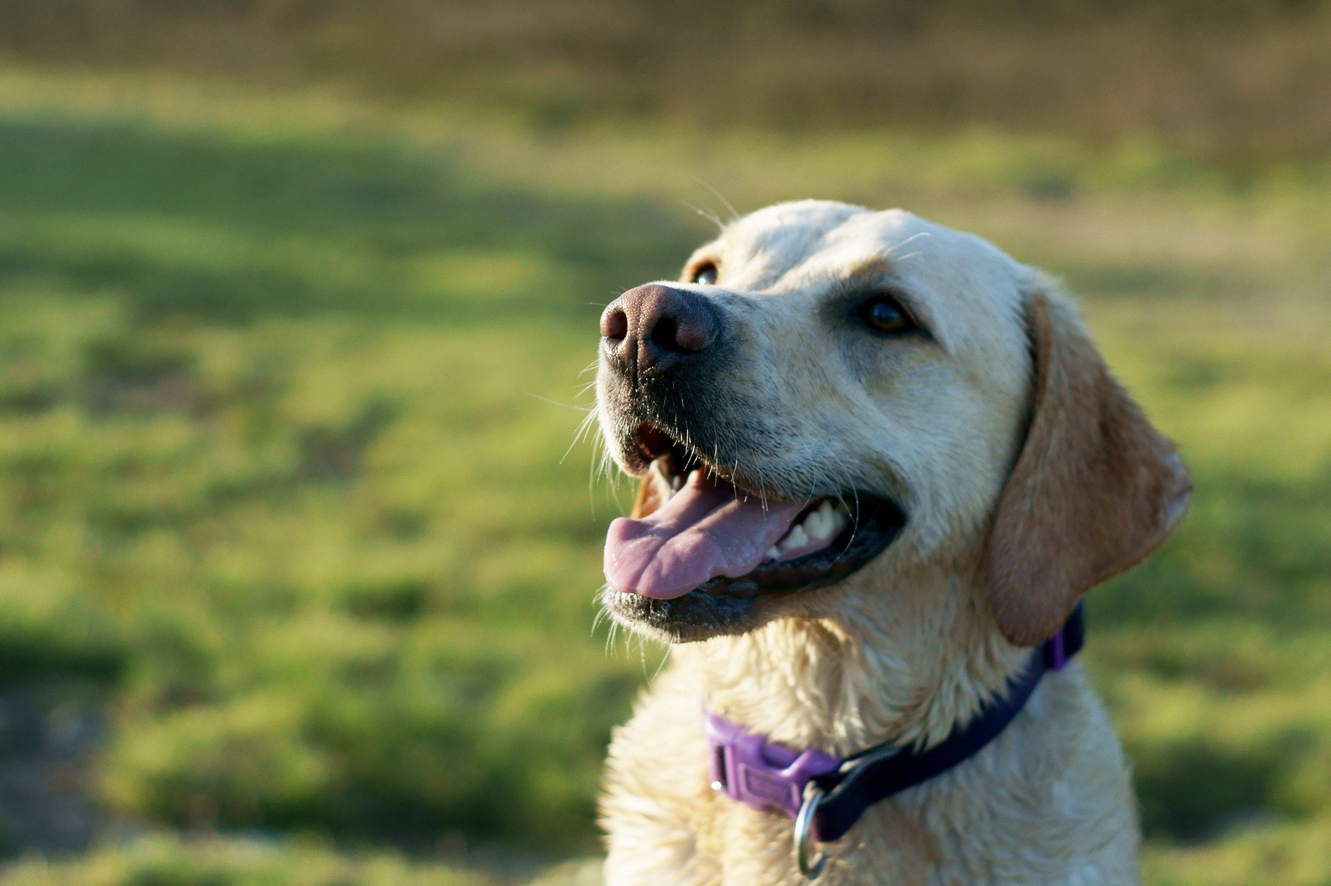 Yellow Labrador Retriever dog wearing a purple collar HD Wallpaper