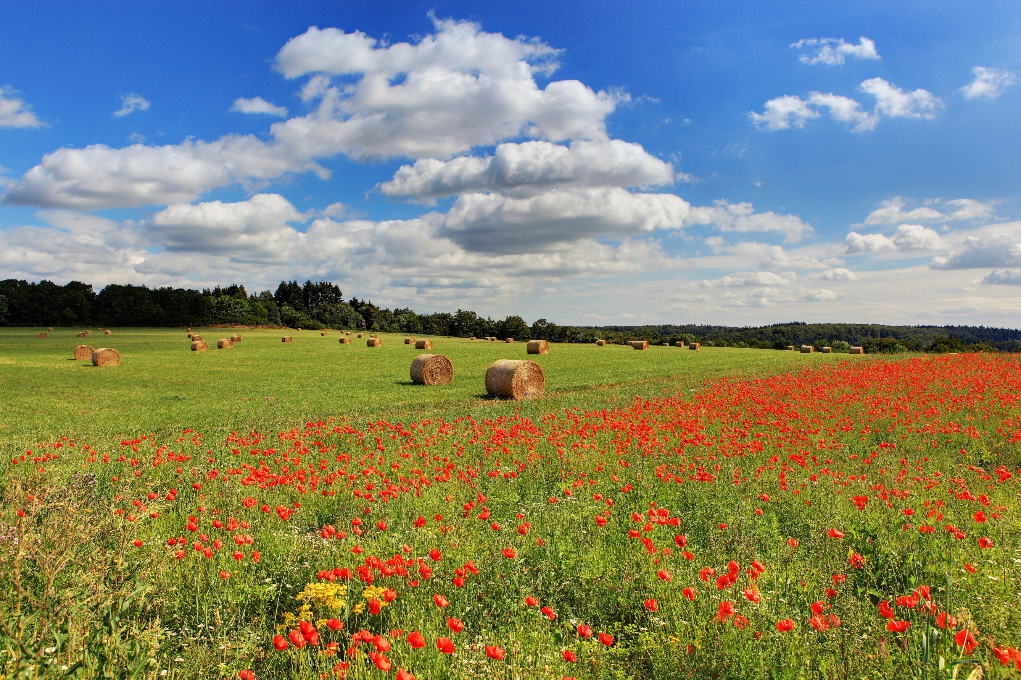 Hay bales in a field of poppies HD Wallpaper