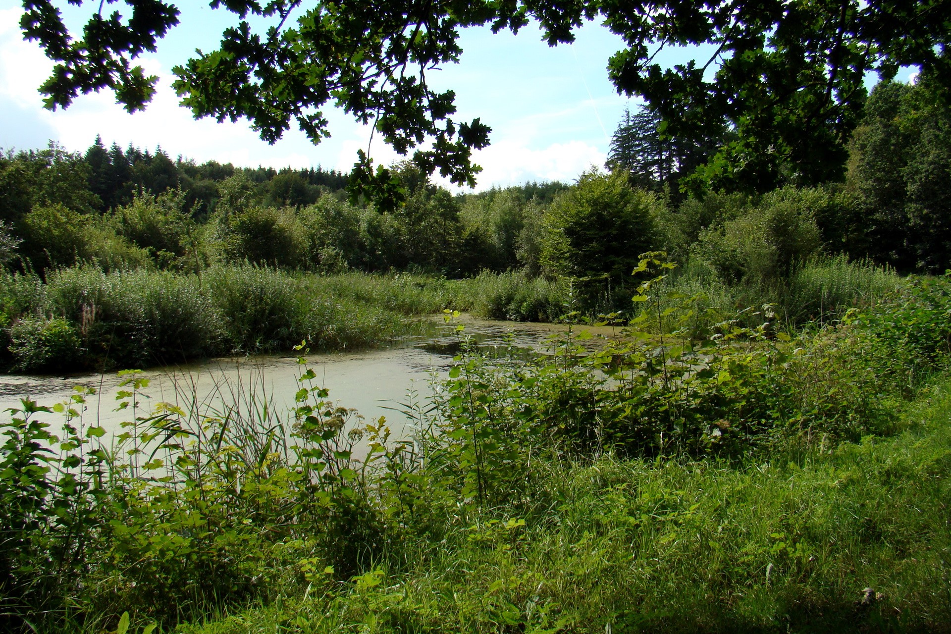 Swampy pond surrounded by trees and vegetation HD Wallpaper