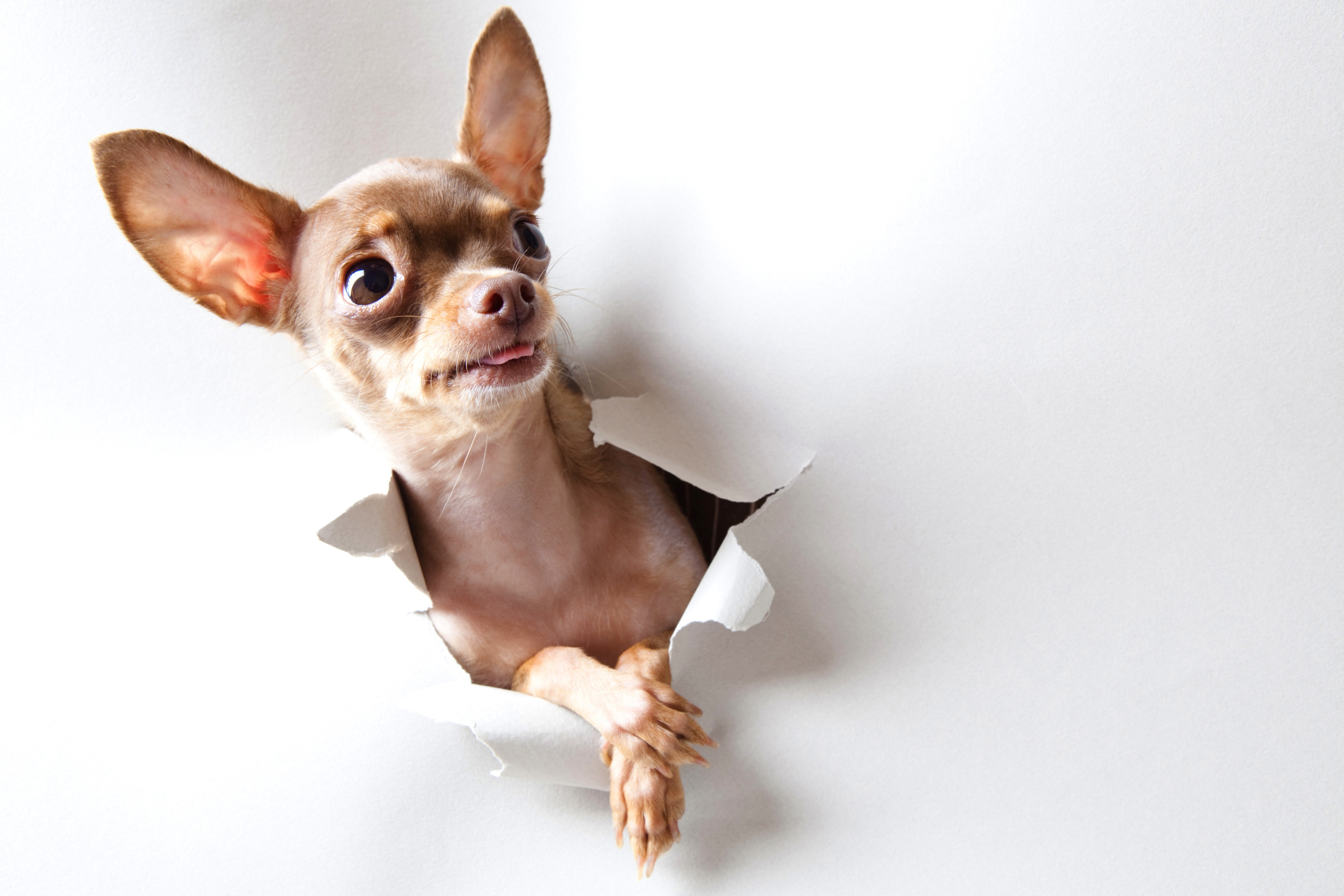 Chihuahua peeking through torn paper HD Wallpaper