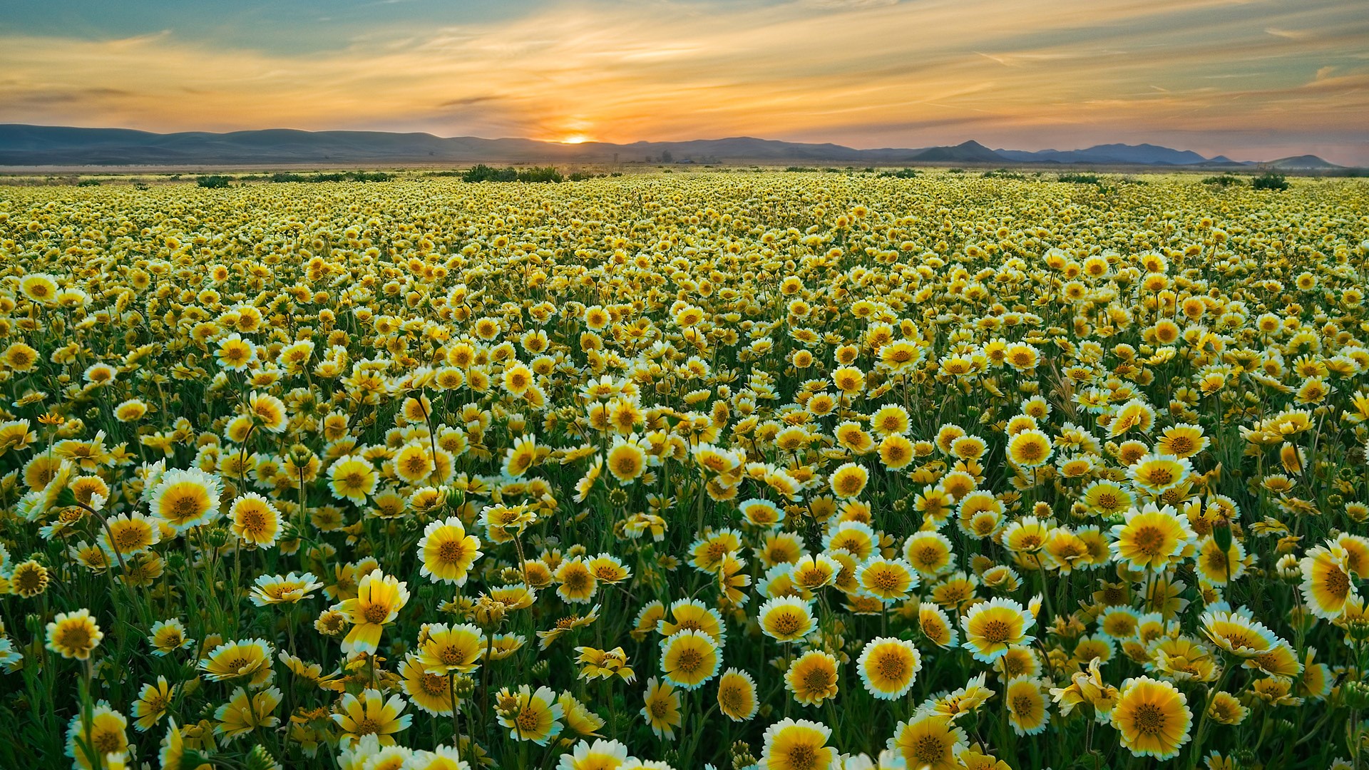 Field of yellow flowers at sunset HD Wallpaper