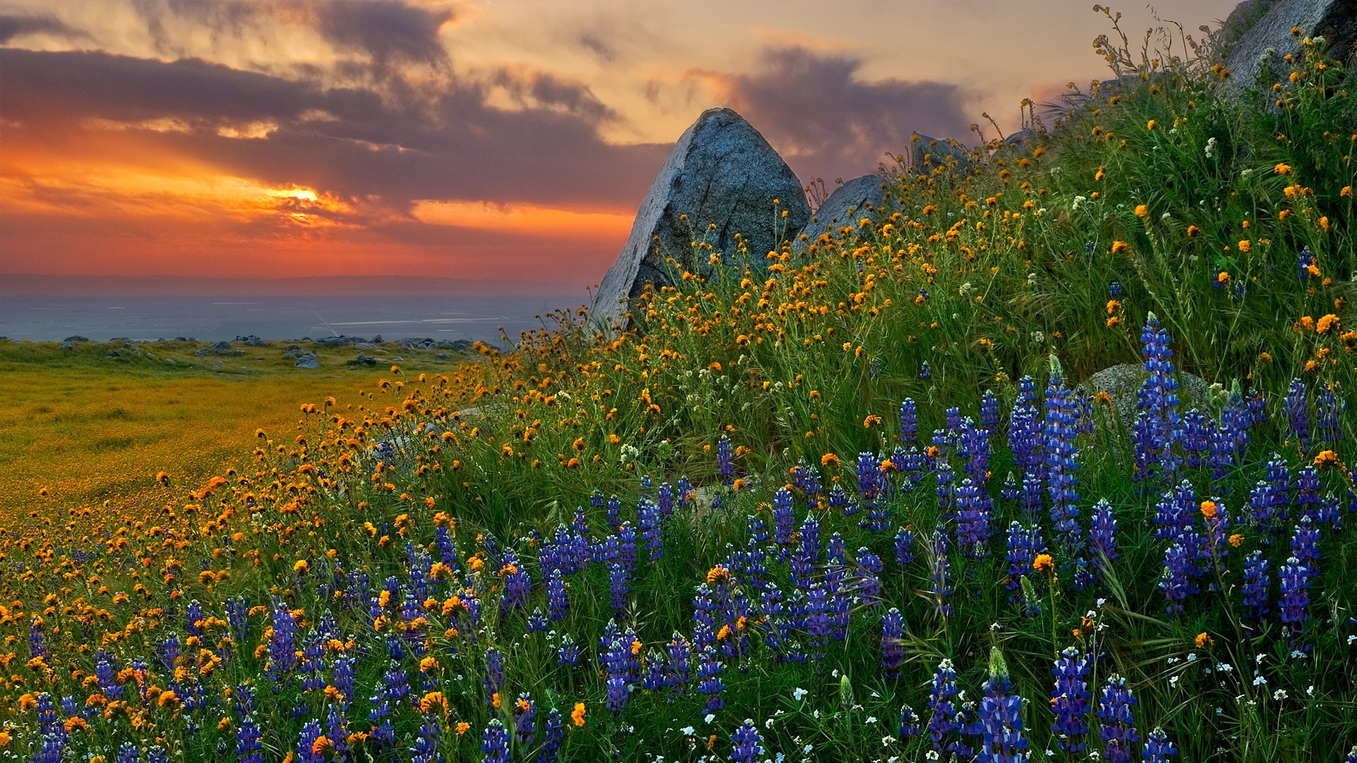 Wildflowers blooming on a hillside at sunset HD Wallpaper