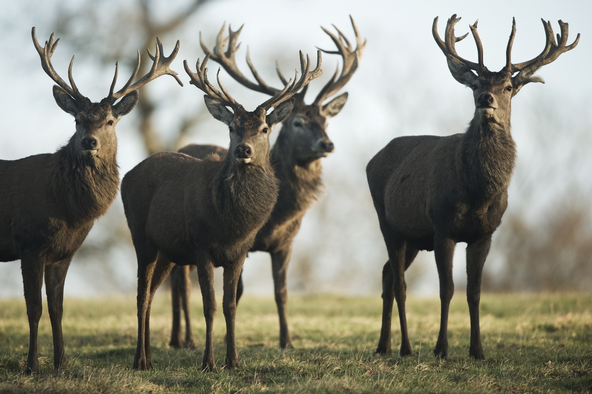 Four deer with antlers in a field HD Wallpaper