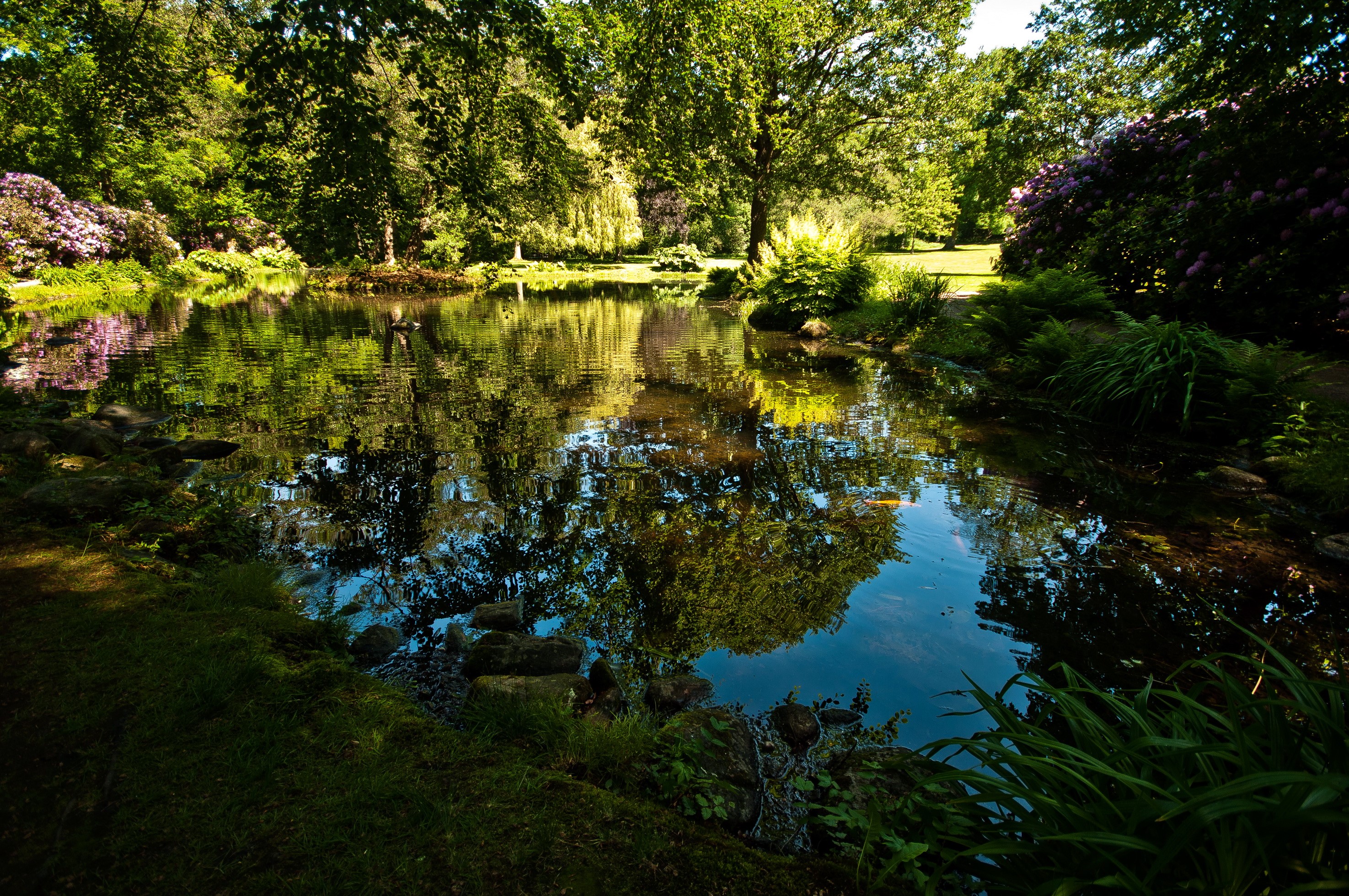 A tranquil park with a pond and lush greenery HD Wallpaper