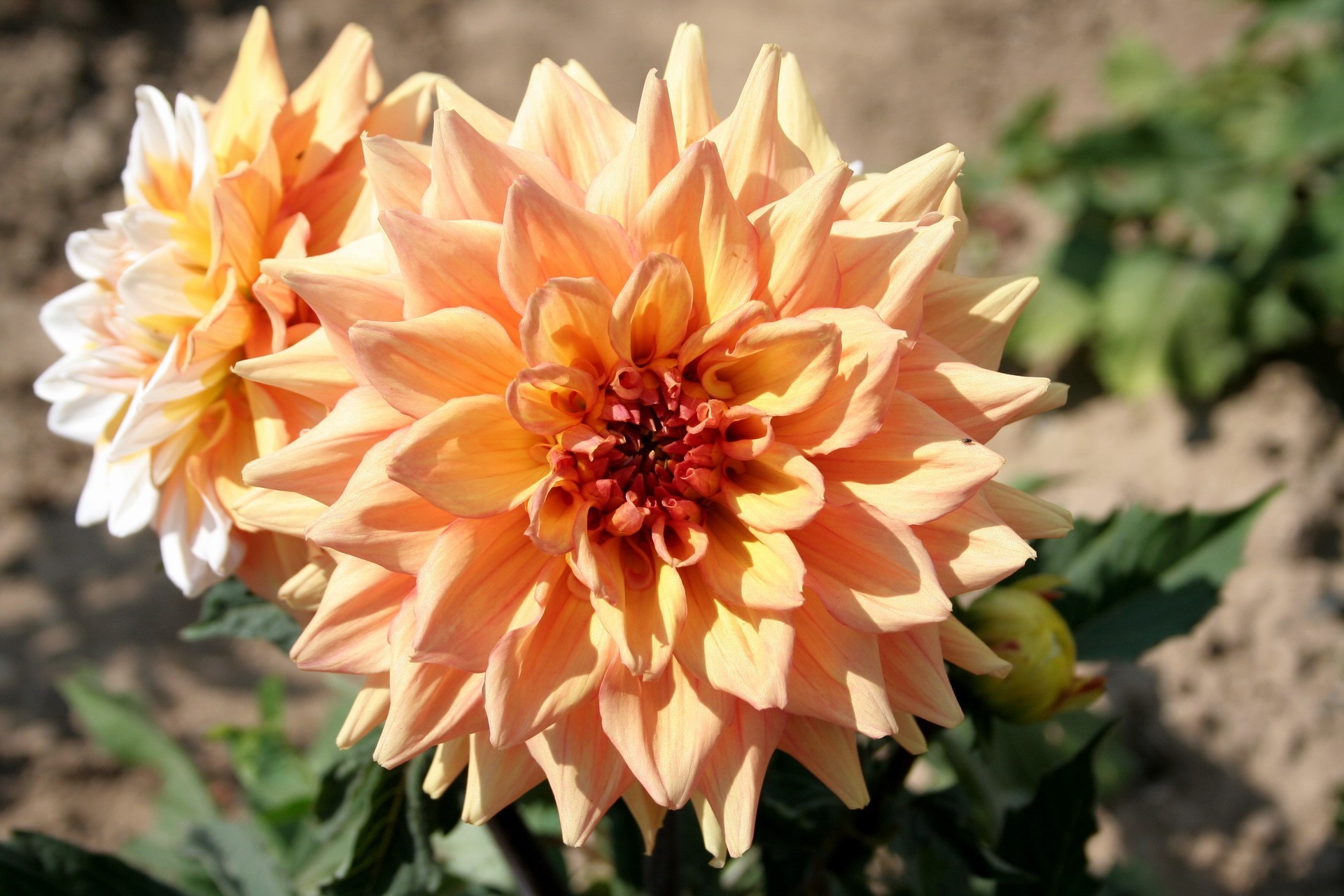 Close-up of two peach-colored Dahlias HD Wallpaper