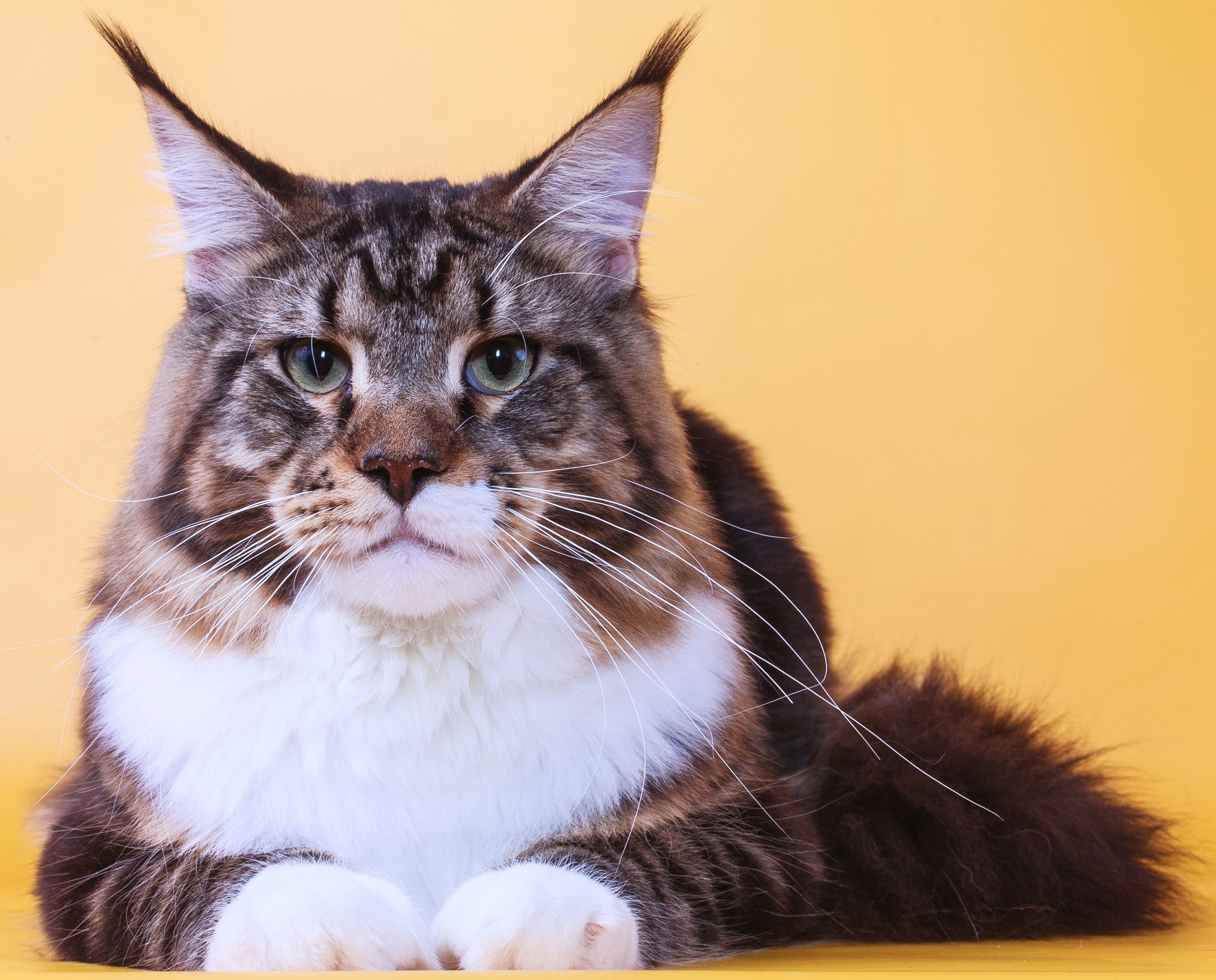 Maine Coon cat with brown and white fur HD Wallpaper
