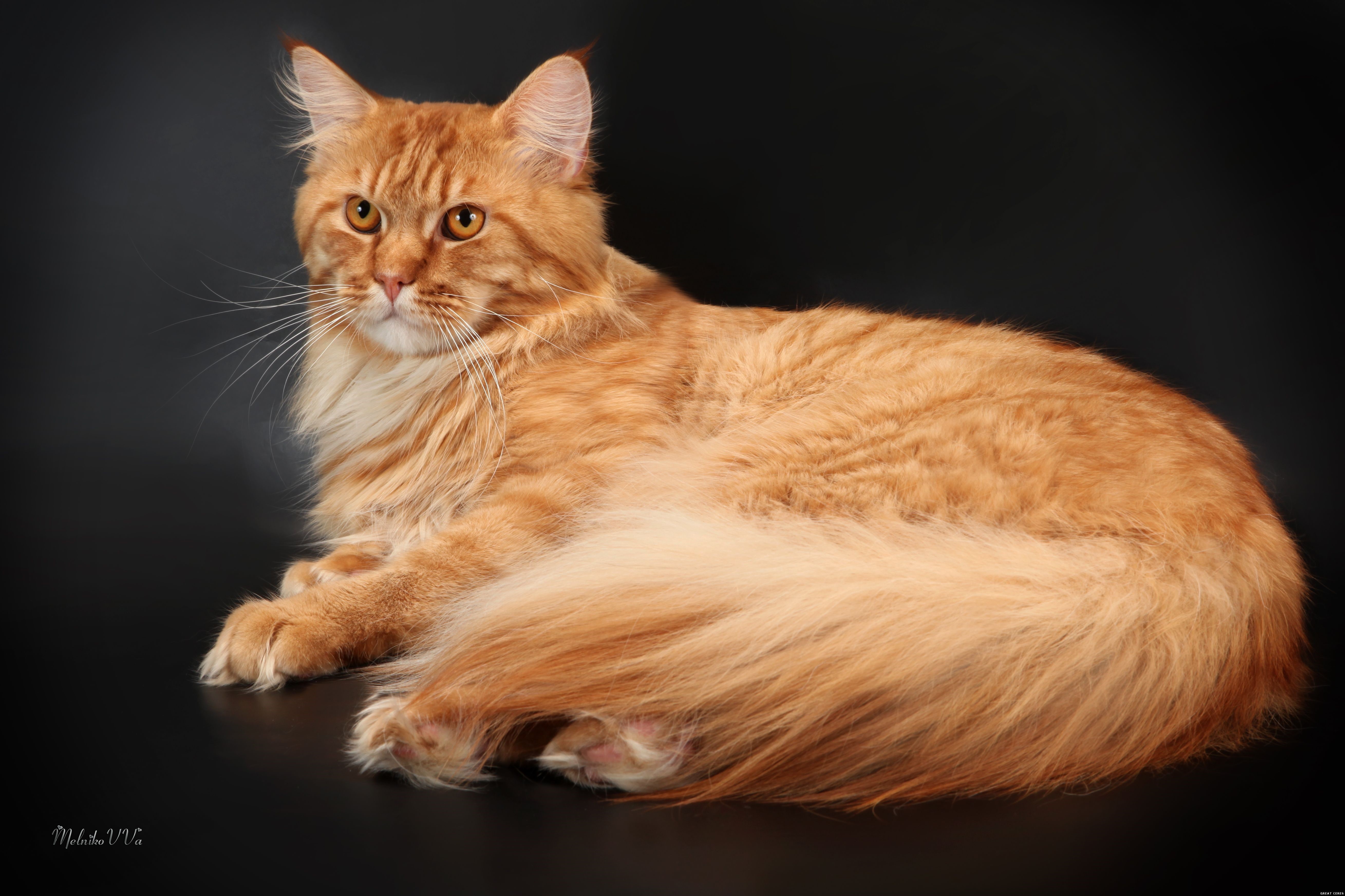 Orange Maine Coon Cat HD Wallpaper