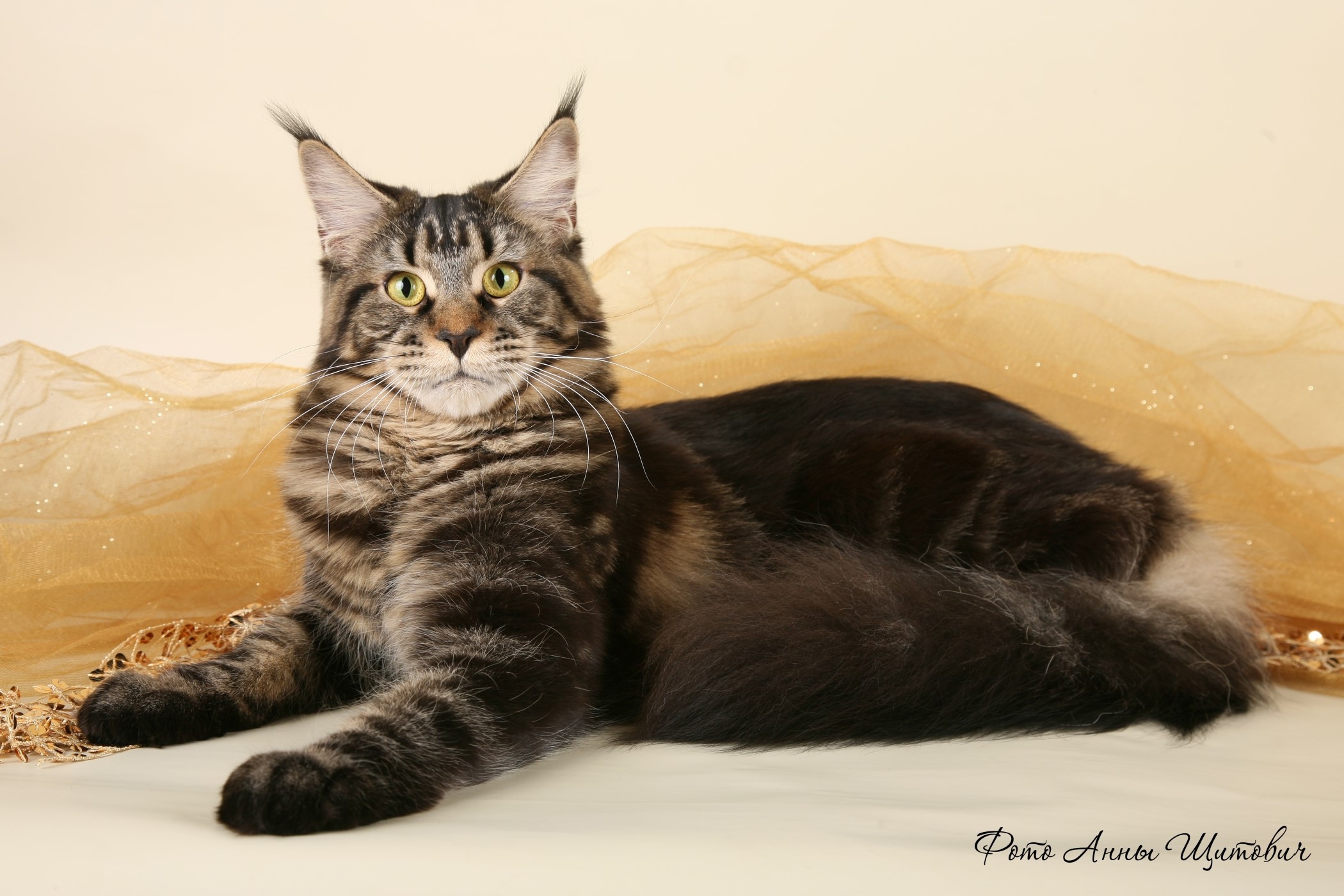 Maine Coon cat lying down on a cream background HD Wallpaper