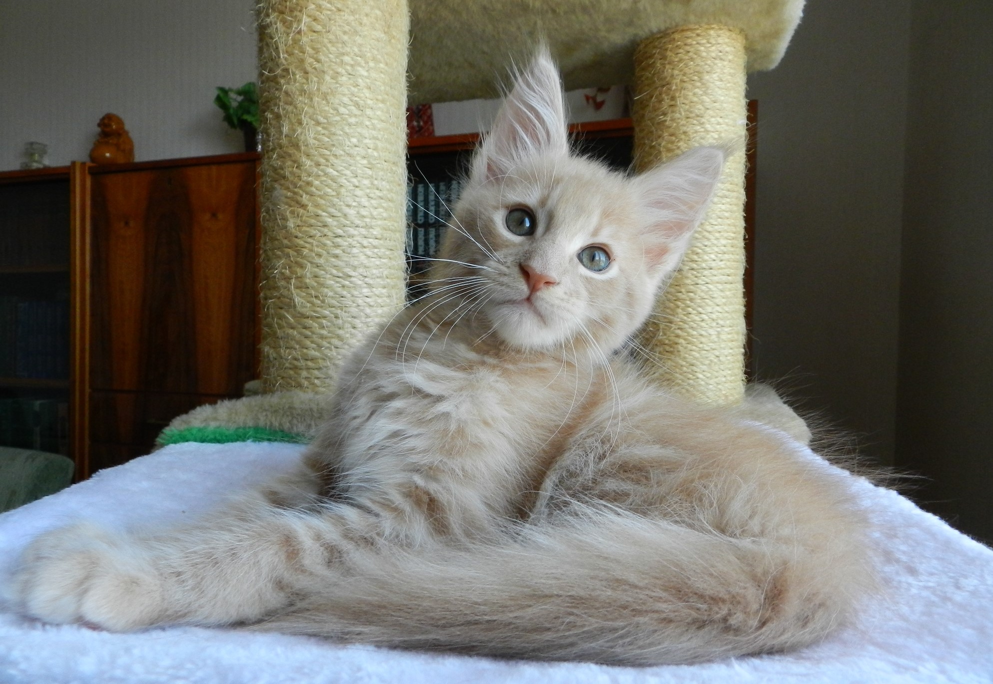 A fluffy cream-colored kitten with blue eyes sits on a white surface. HD Wallpaper