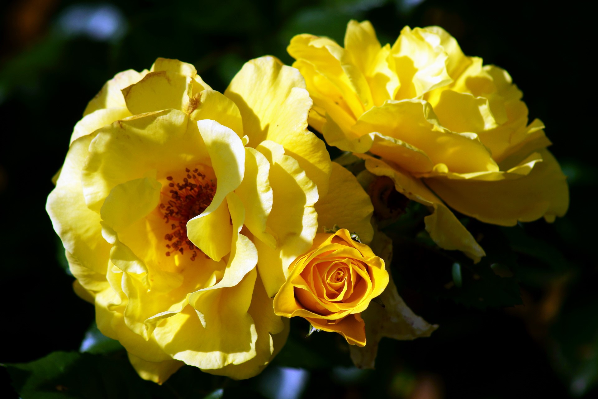 Yellow Roses in Sunlight HD Wallpaper