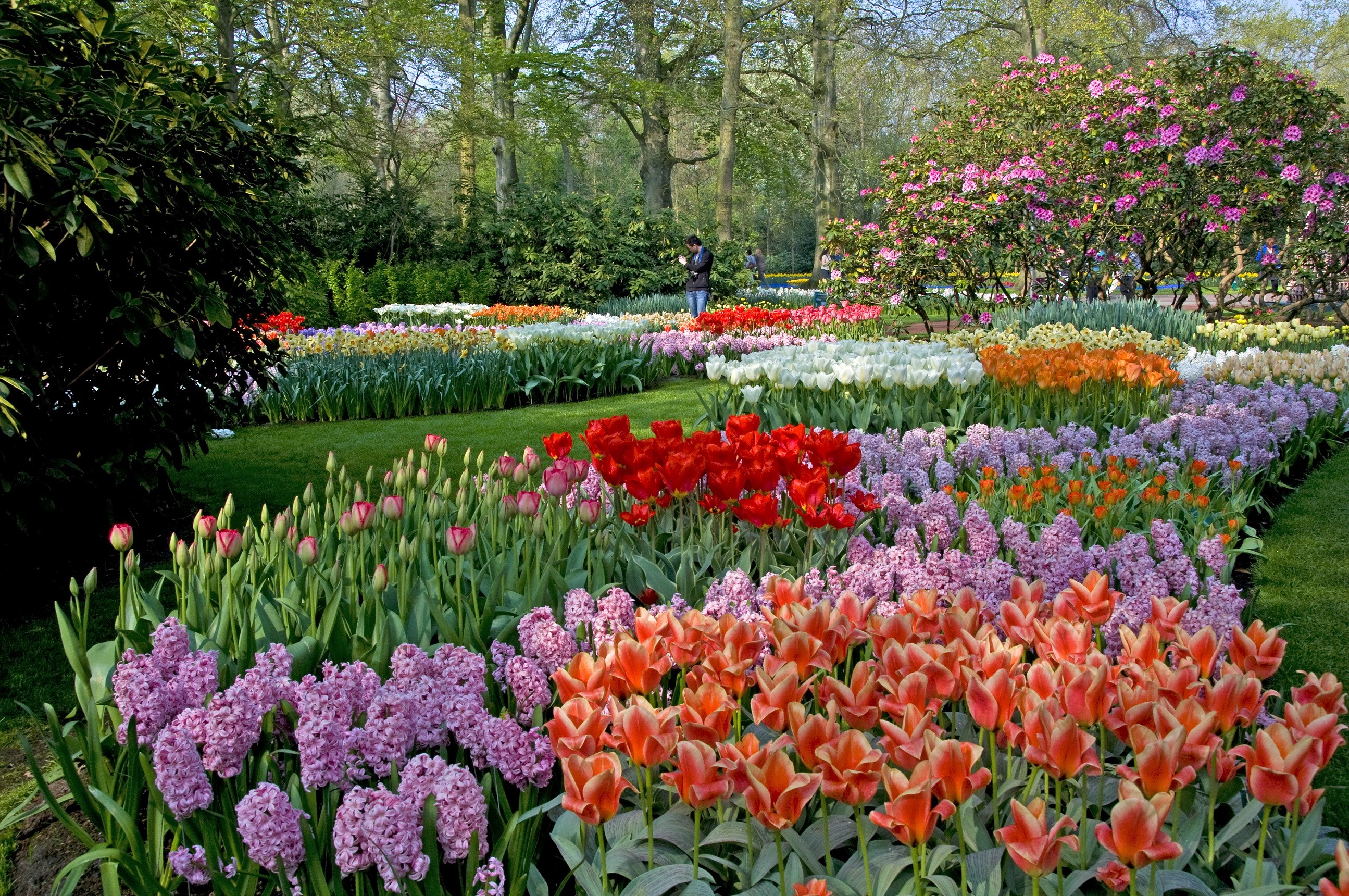 A vibrant flower garden with tulips and hyacinths HD Wallpaper