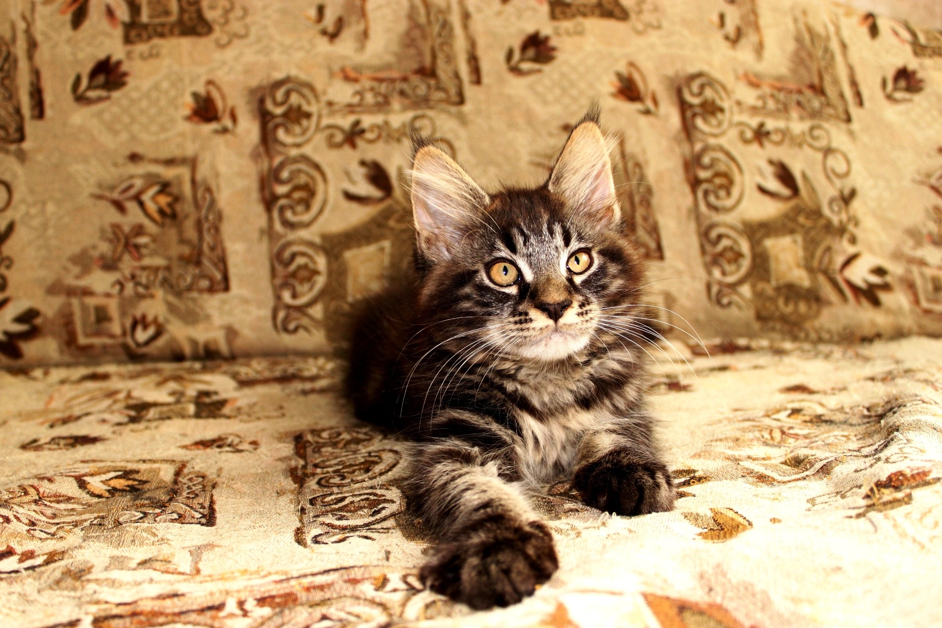 Maine Coon kitten lying on a patterned couch HD Wallpaper