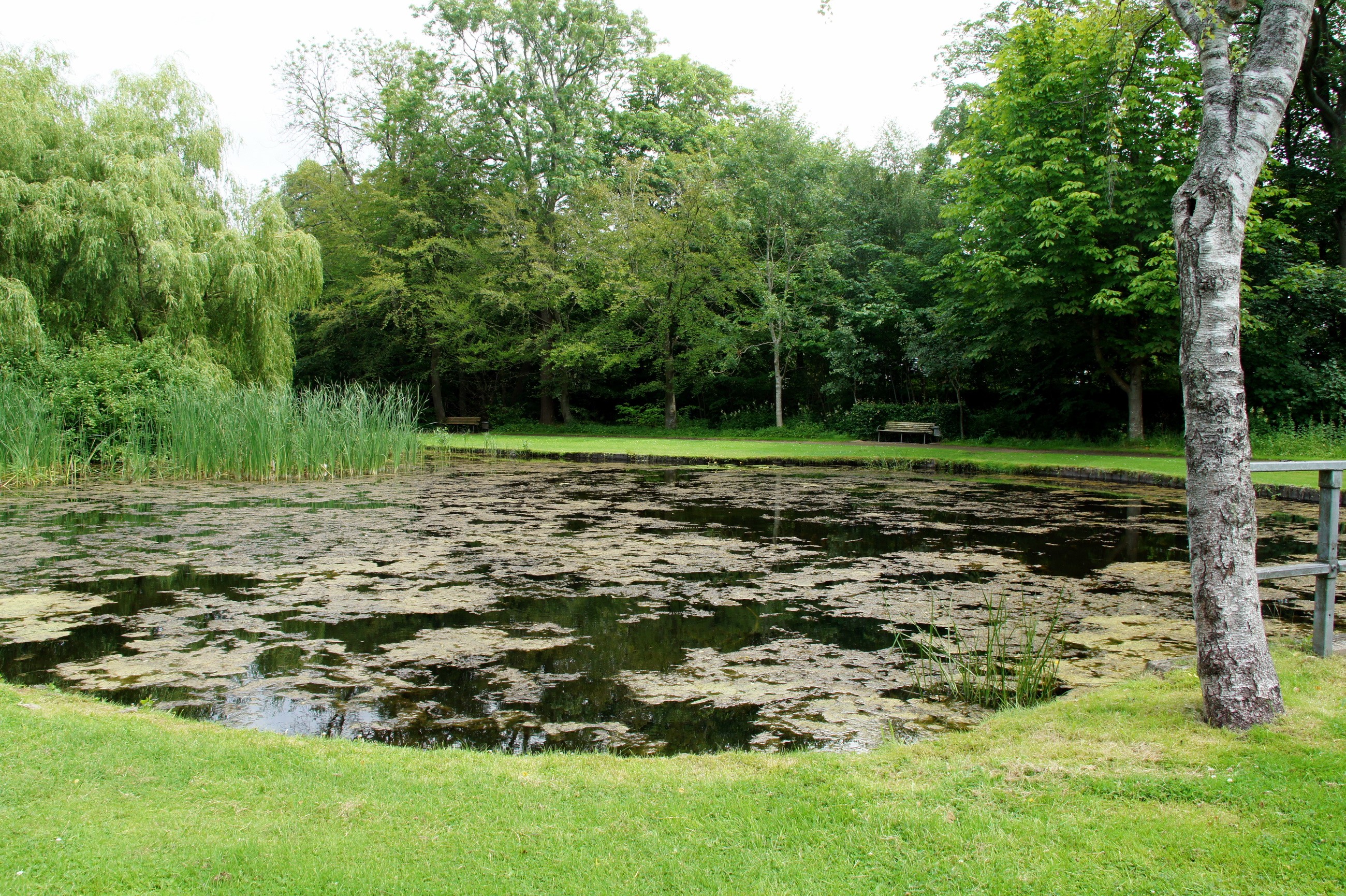 Pond with reeds and trees in a park HD Wallpaper