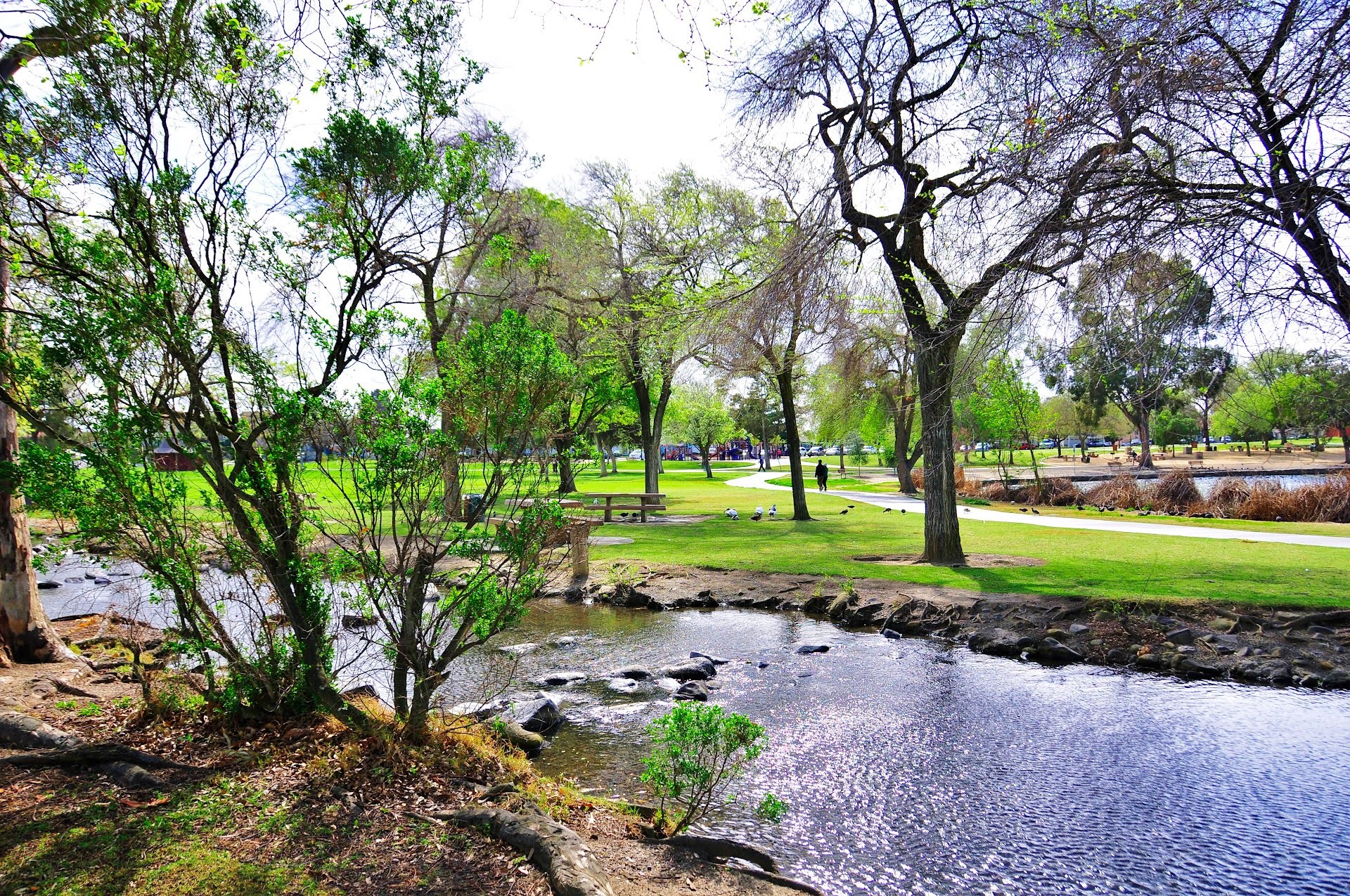 Park with a stream and trees HD Wallpaper