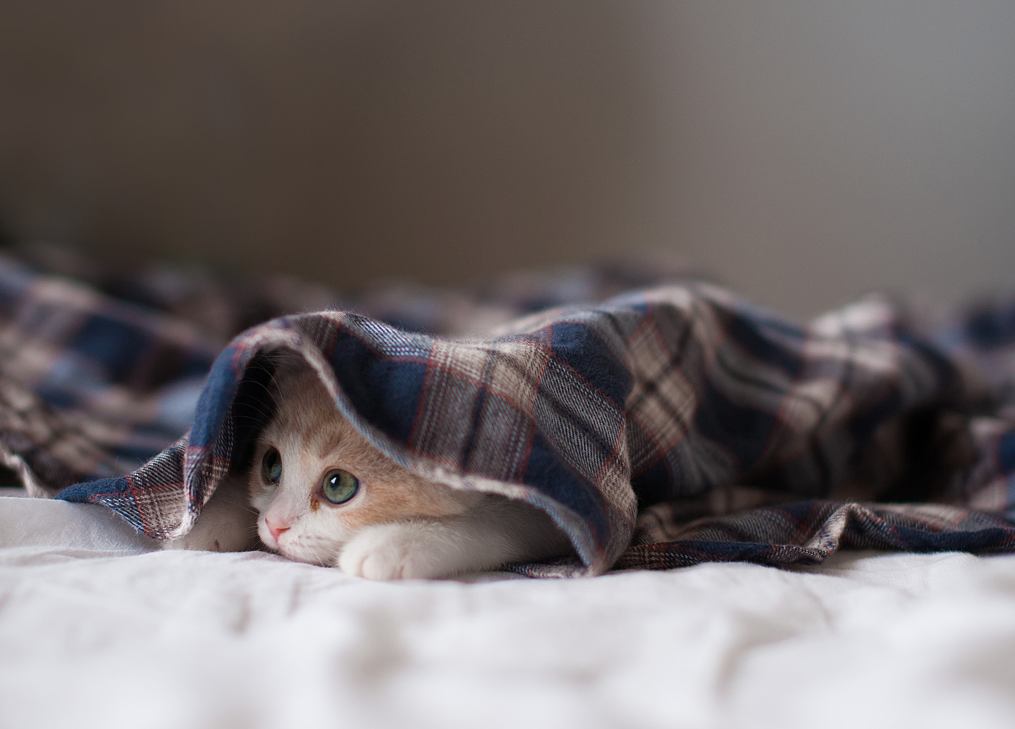 Kitten peeking from under a plaid blanket HD Wallpaper