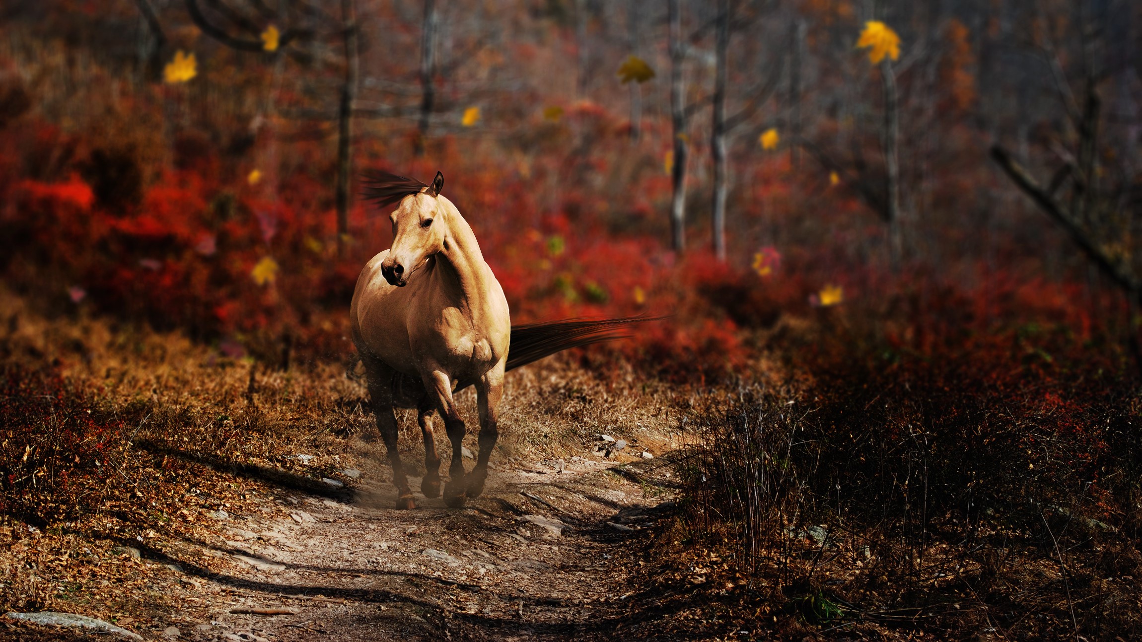 A horse runs on a dirt path in an autumn forest HD Wallpaper