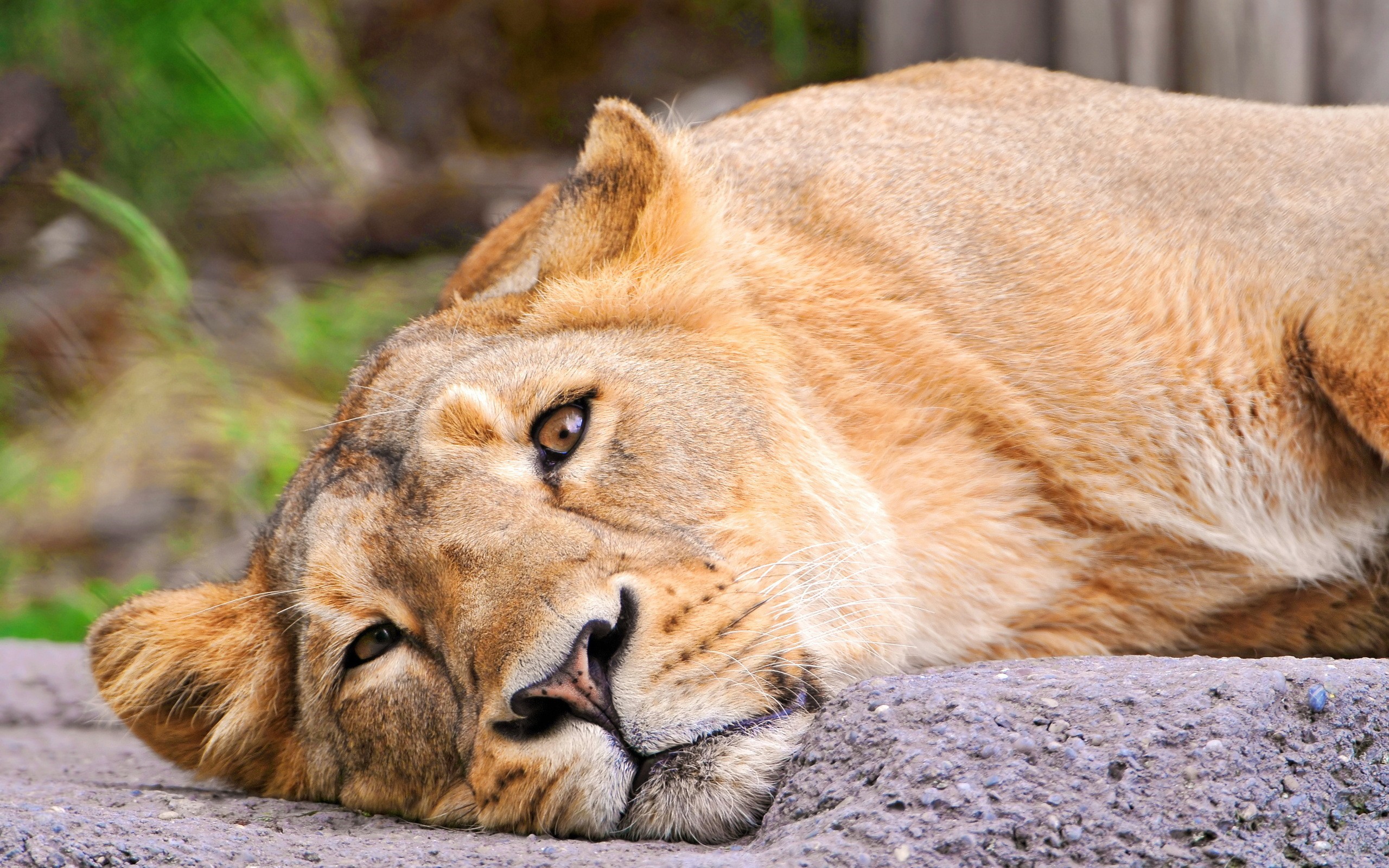 Lioness lying down on rocks HD Wallpaper