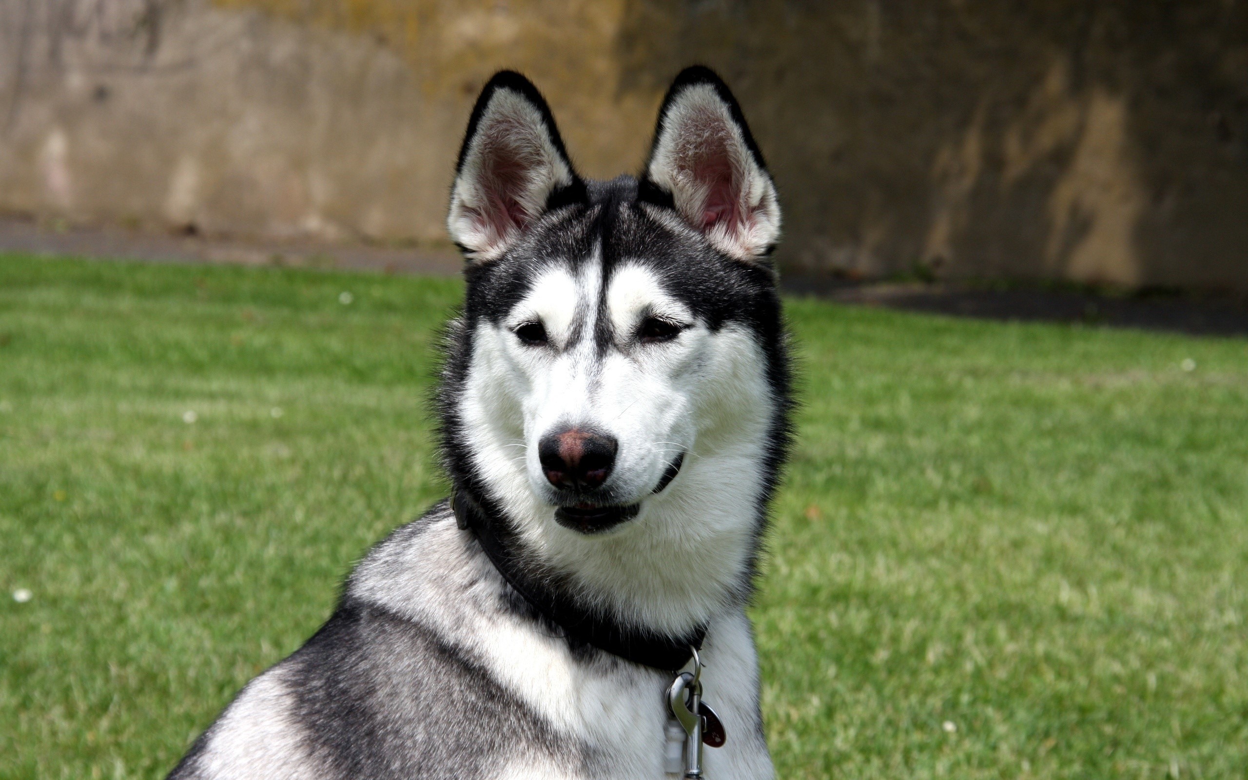Husky dog sitting on grass HD Wallpaper
