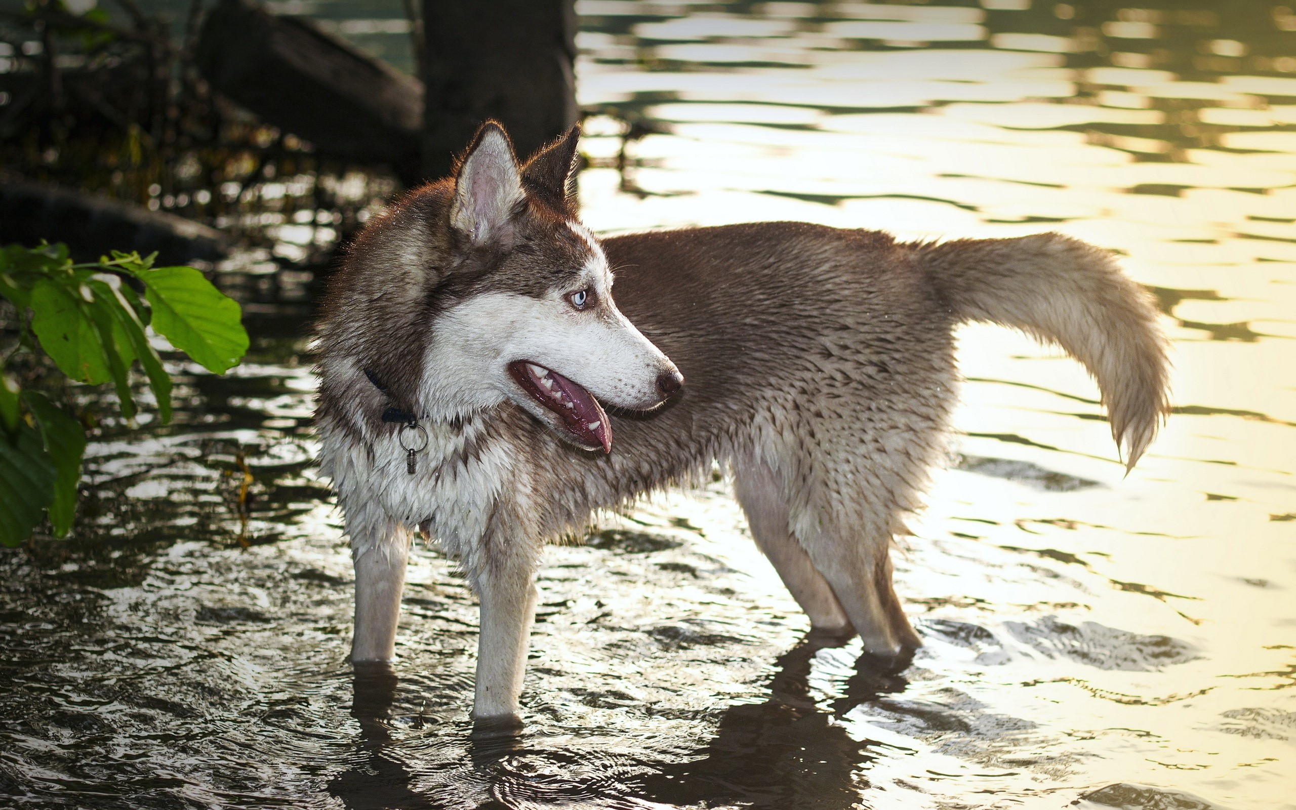 Husky dog standing in water HD Wallpaper