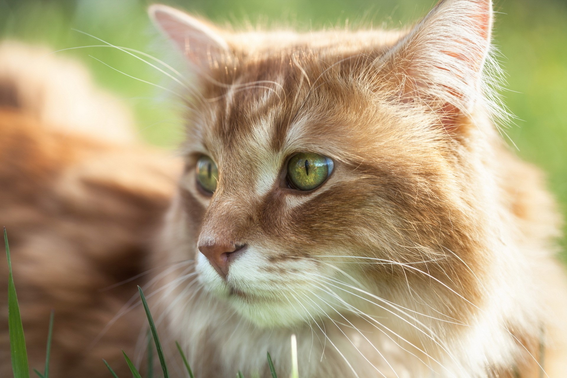 Close-up of an orange tabby cat's face HD Wallpaper